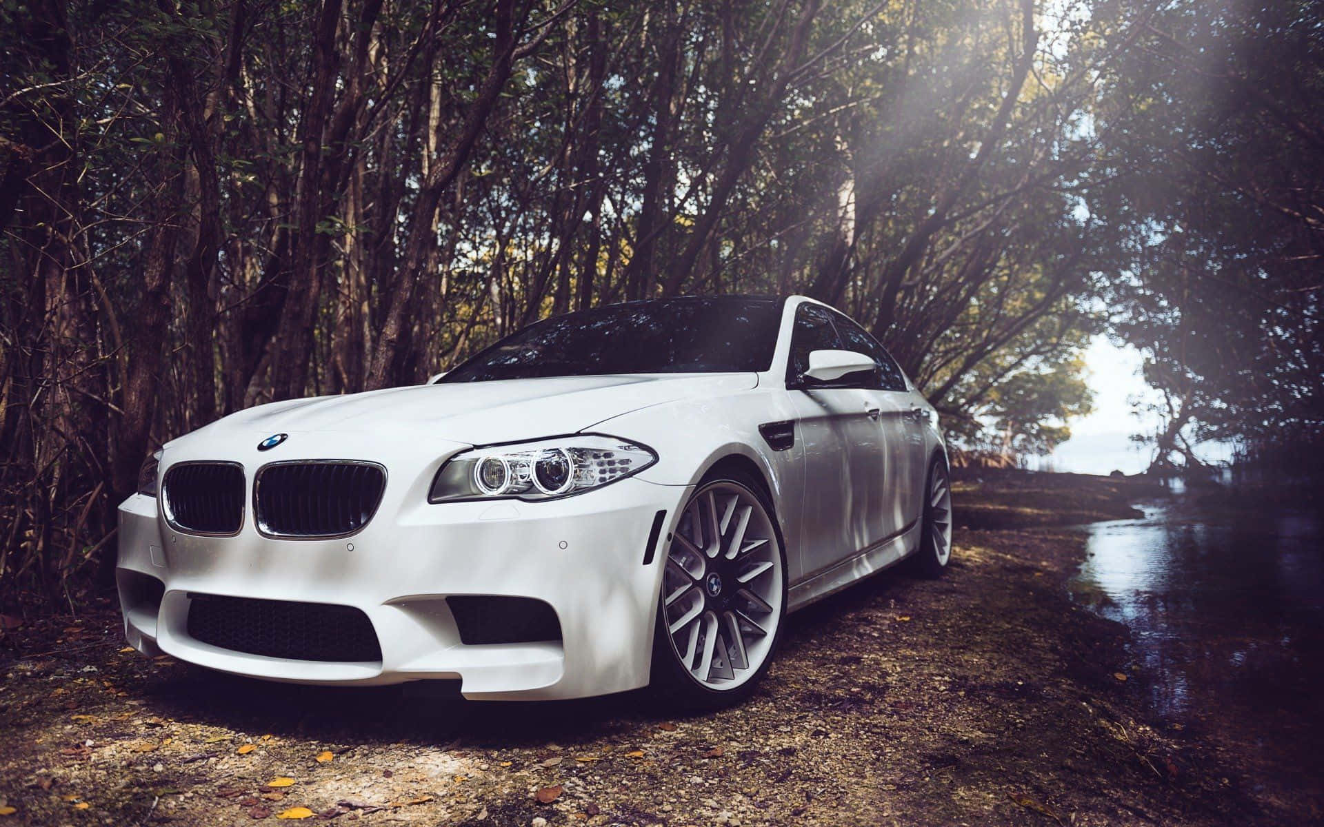 Bmw M5 桌布 壁紙 — 一輛純白色的BMW M5房車停泊在森林小徑上，陽光穿過茂密的樹木灑落。