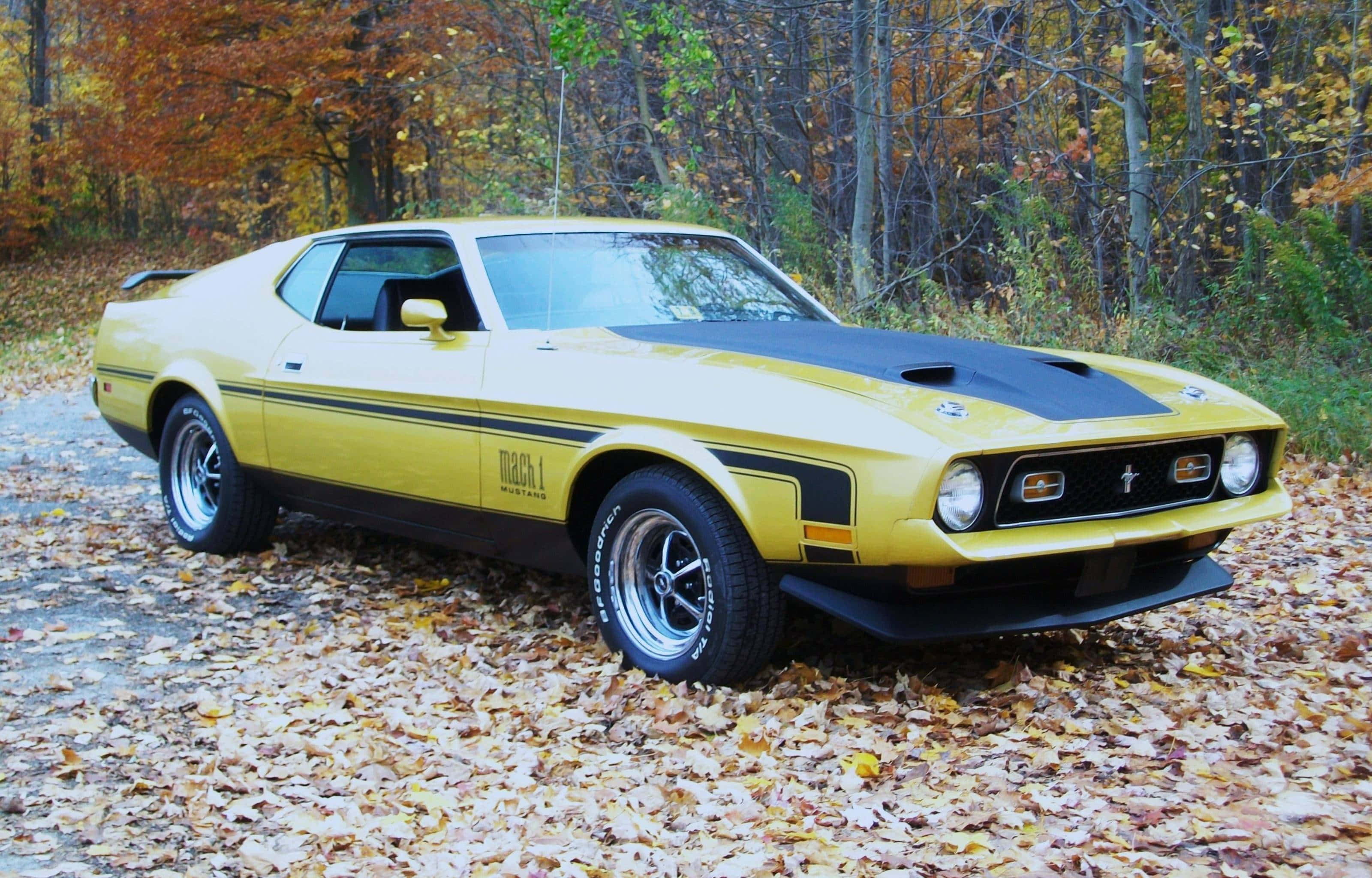 Ford Mustang Mach 1 桌布 壁紙 — 一輛鮮黃色的福特野馬Mach 1，帶有黑色引擎蓋條紋，停在秋季落葉覆蓋的森林道路上。