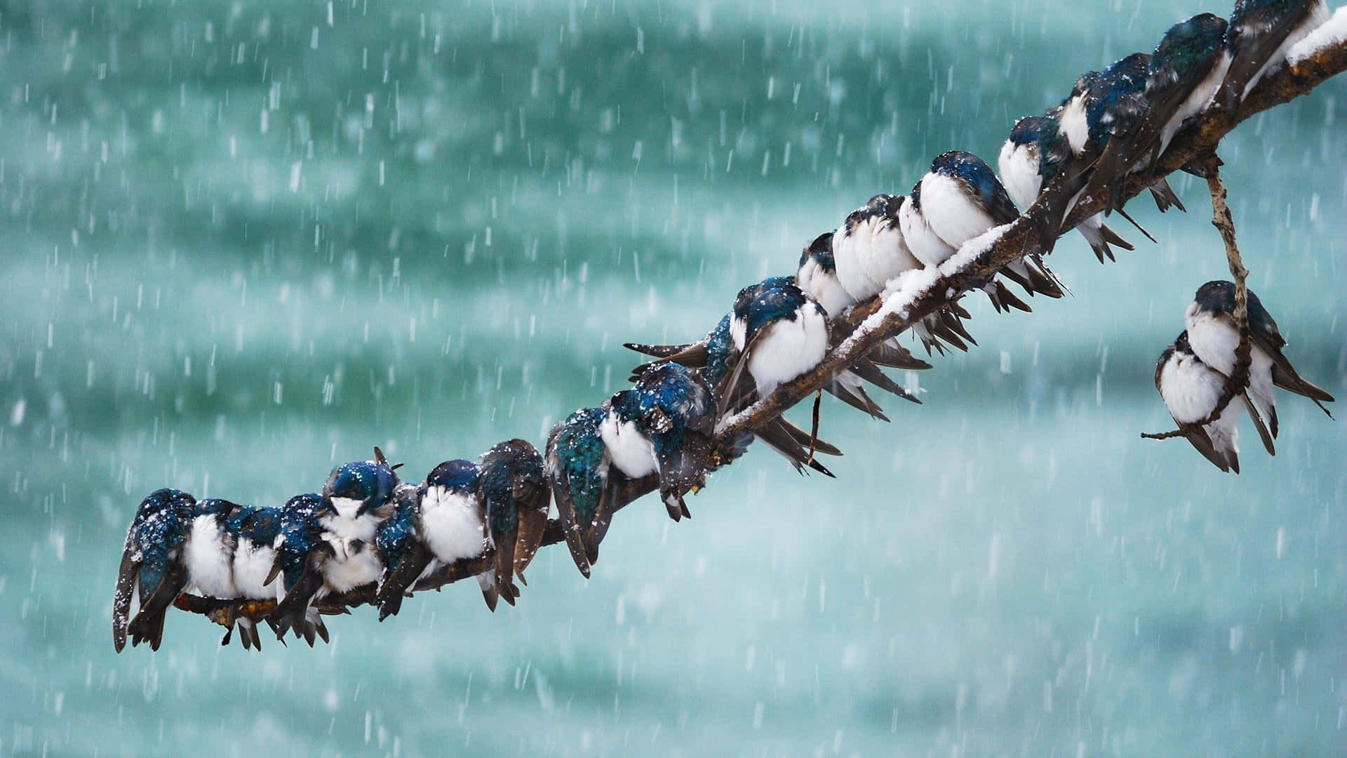Swallow Bird 桌布 壁紙 — 一排藍白相間的燕子擠在灑滿雪的樹枝上，背景是湍急的綠松石色河流。
