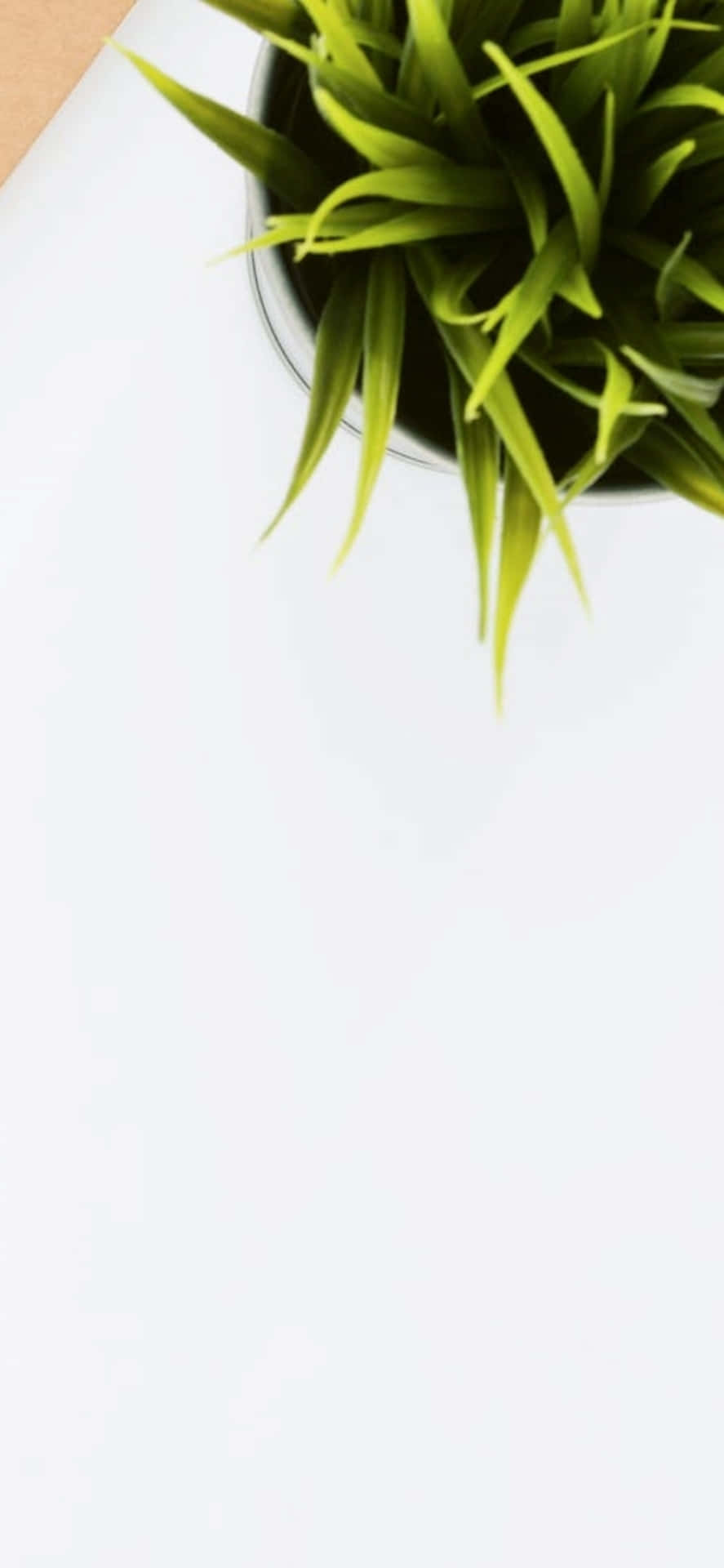 白色表面上深色花盆中的綠色葉子植物。 — iPhone X 壁紙