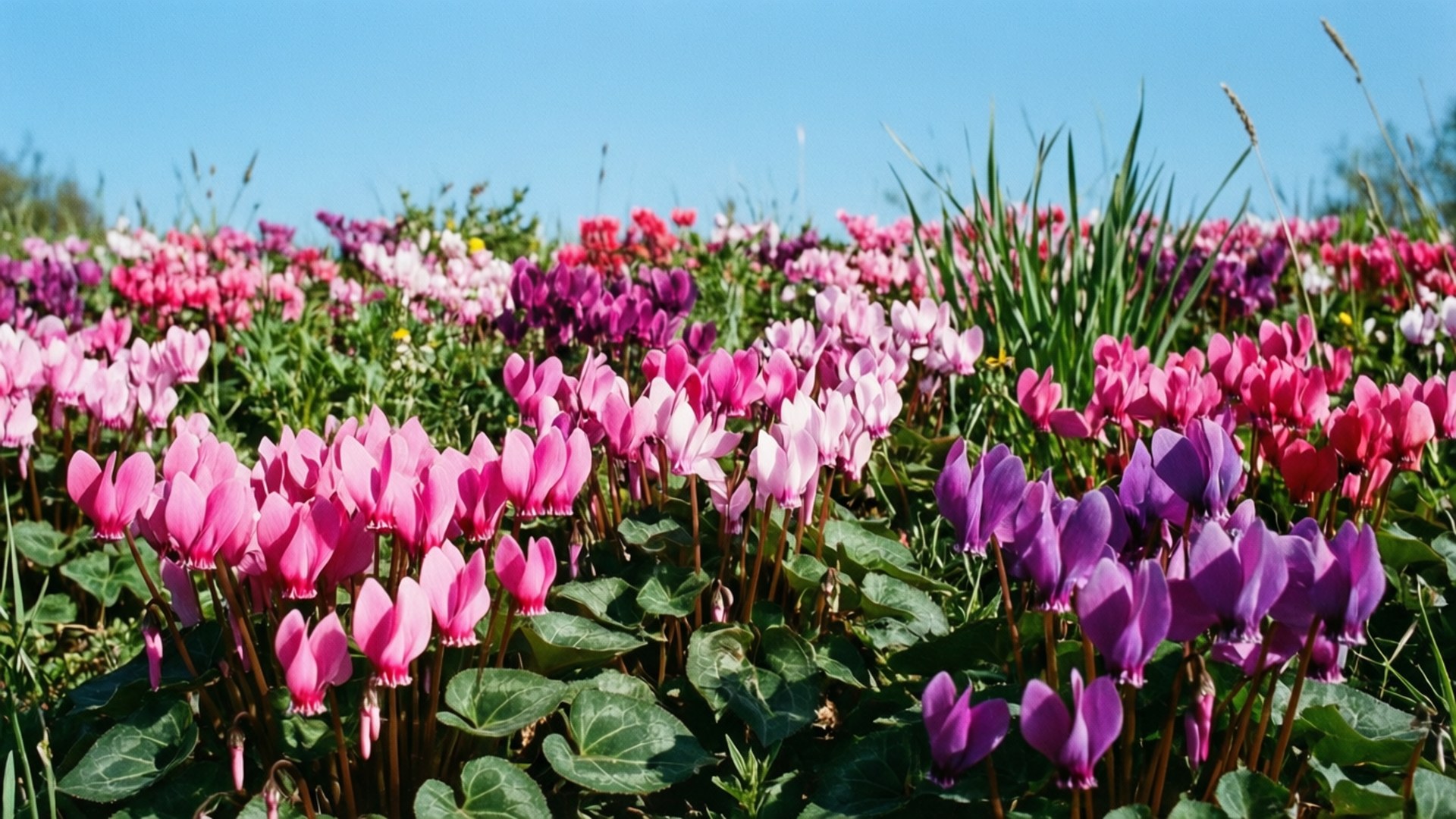 Wild Cyclamen Meadow 壁紙 — 一片充滿活力的粉紅色和紫色仙客來花田，在晴朗的藍天下盛開，伴隨著綠葉。