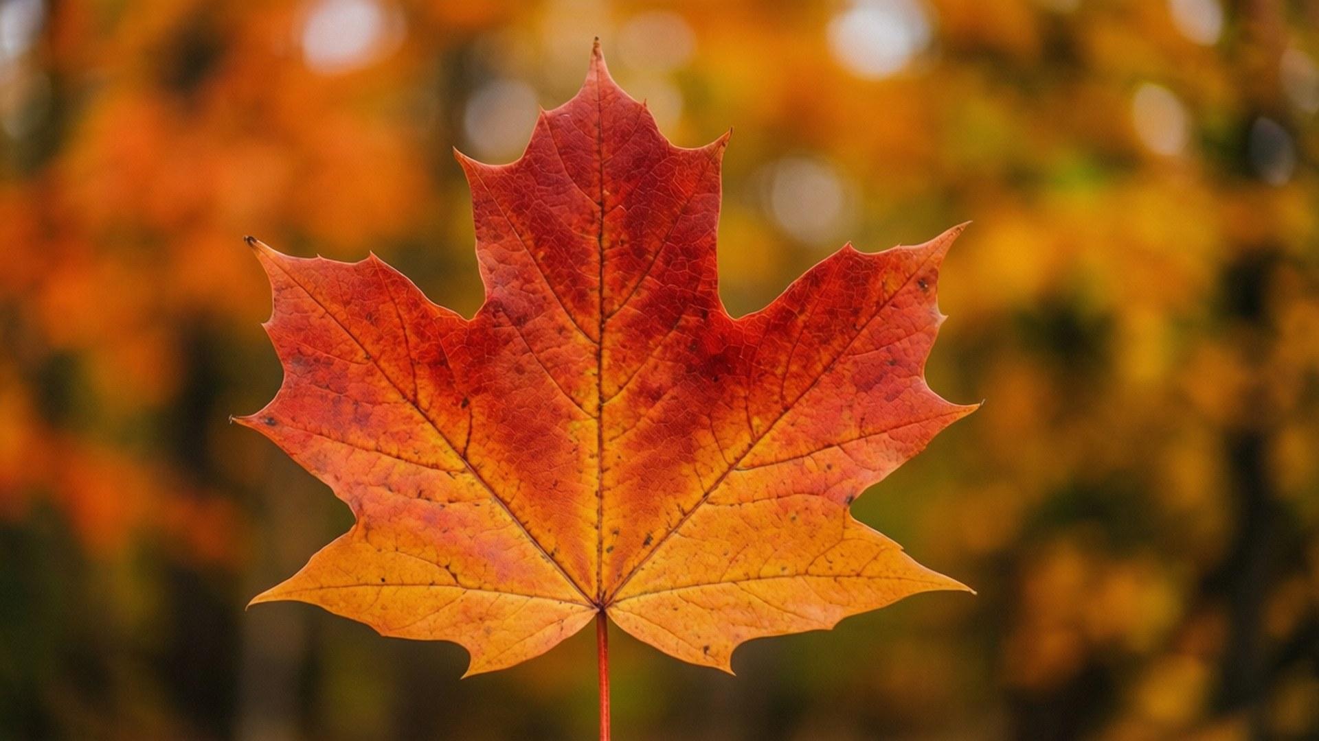 Autumn Leaf Close-up 壁紙 — 一片充滿活力的楓葉，帶有紅色、橙色和黃色色調，在柔和模糊的秋日背景下清晰對焦。