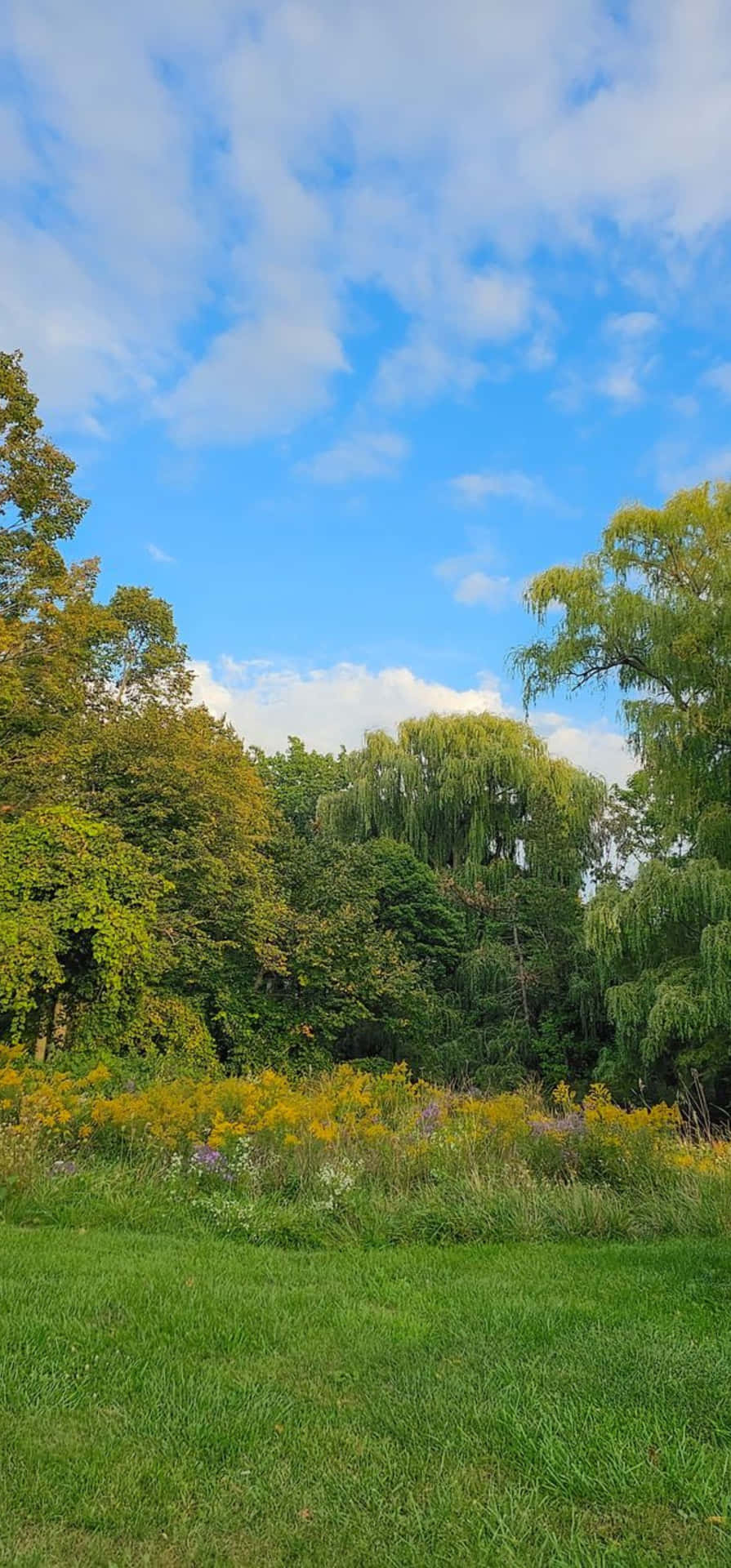  壁紙 — 一片充滿野花的翠綠草地，在點綴著蓬鬆白雲的明亮藍天下，延伸至茂密的森林。