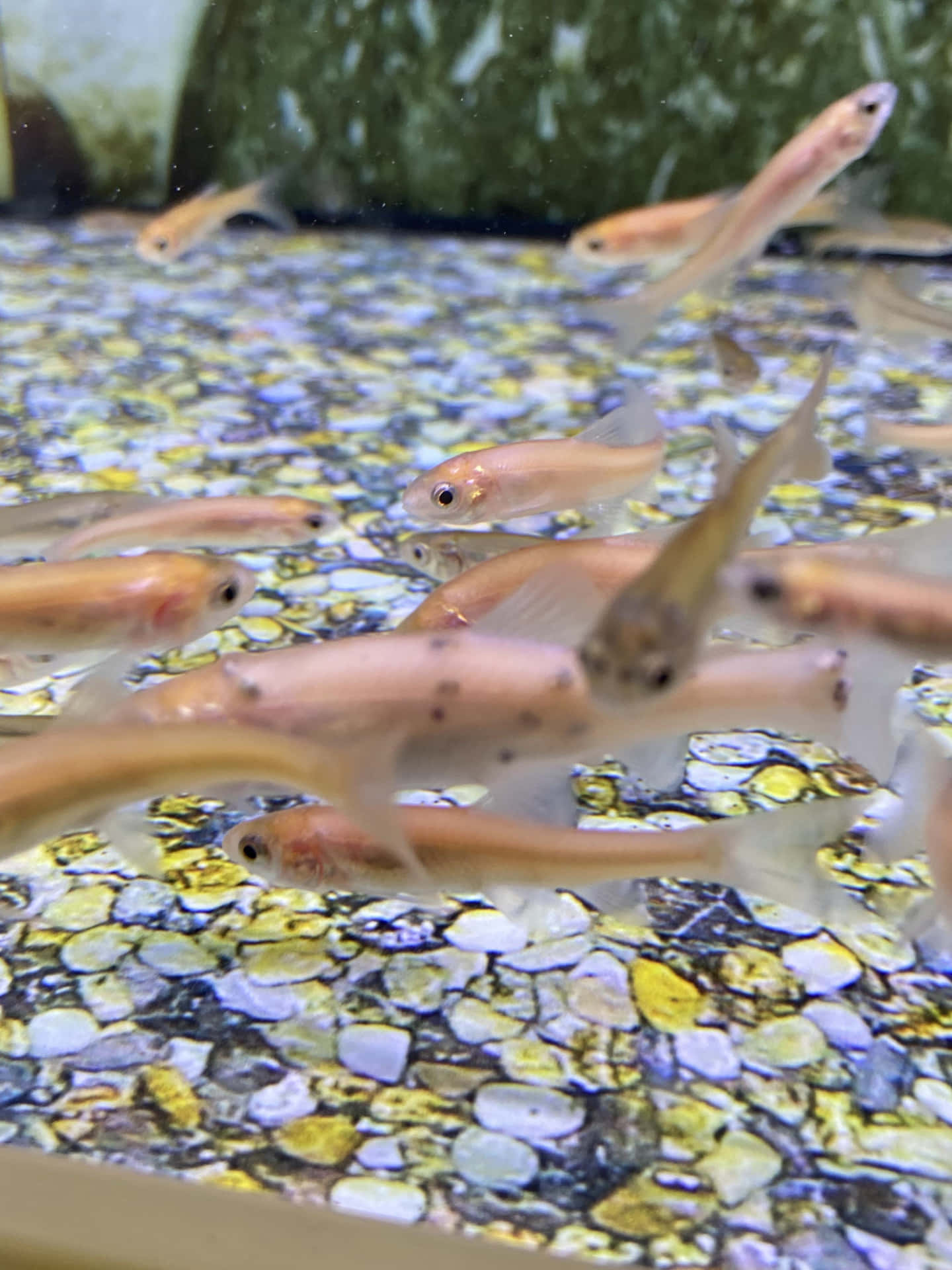  壁紙 — 一群半透明的粉紅色魚在清澈的水中優雅地游過由黃色、白色和灰色鵝卵石組成的馬賽克。