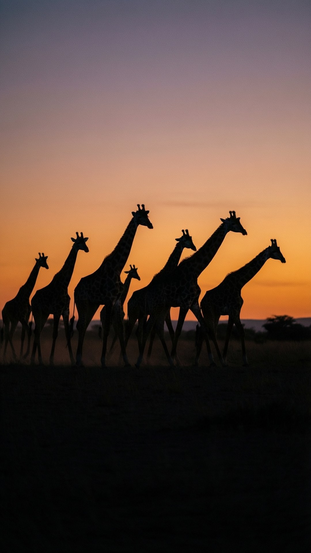Giraffe Herd Silhouette 壁紙 — 一群長頸鹿在日落時分穿越稀樹草原的剪影，天空呈現橙色和紫色的漸變。