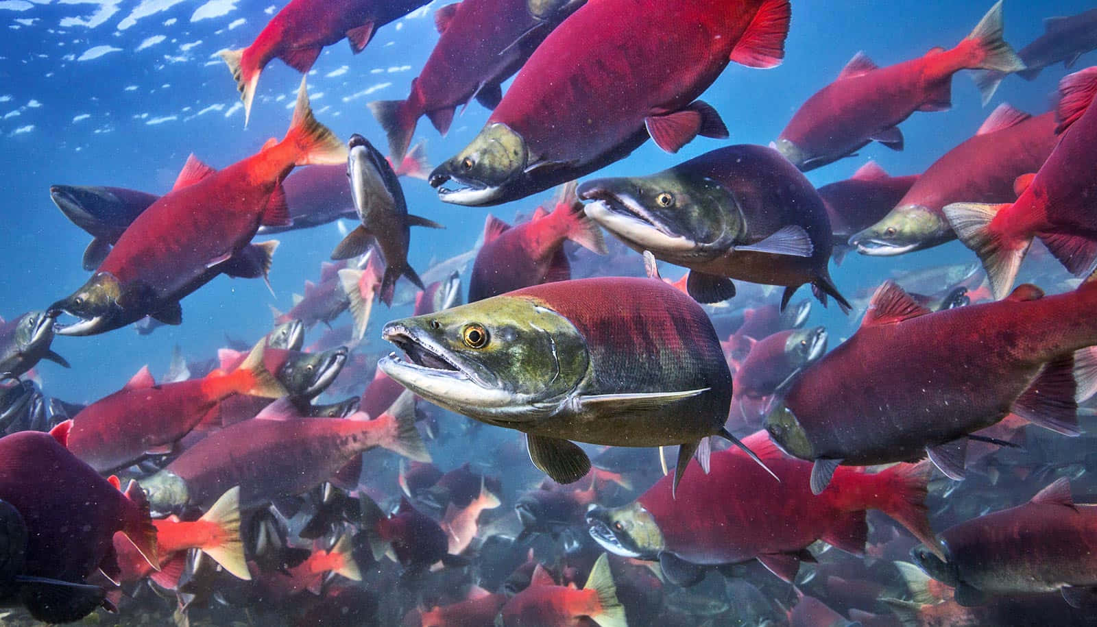  壁紙 — 一群充滿活力的紅鮭魚在清澈的藍色海水中動態游動，陽光從上方照射下來。