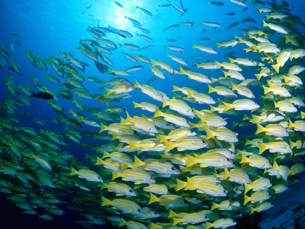  壁紙 — 一群充滿活力的黃色魚在深藍色海洋中游動，陽光從上方穿透下來。