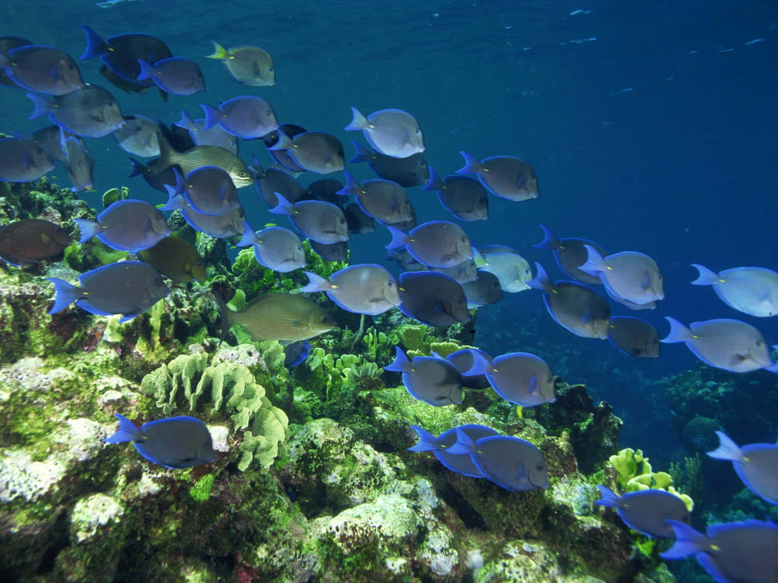  壁紙 — 一群充滿活力的藍色刺尾魚在清澈的碧綠海水下，優雅地游過色彩繽紛的珊瑚礁。