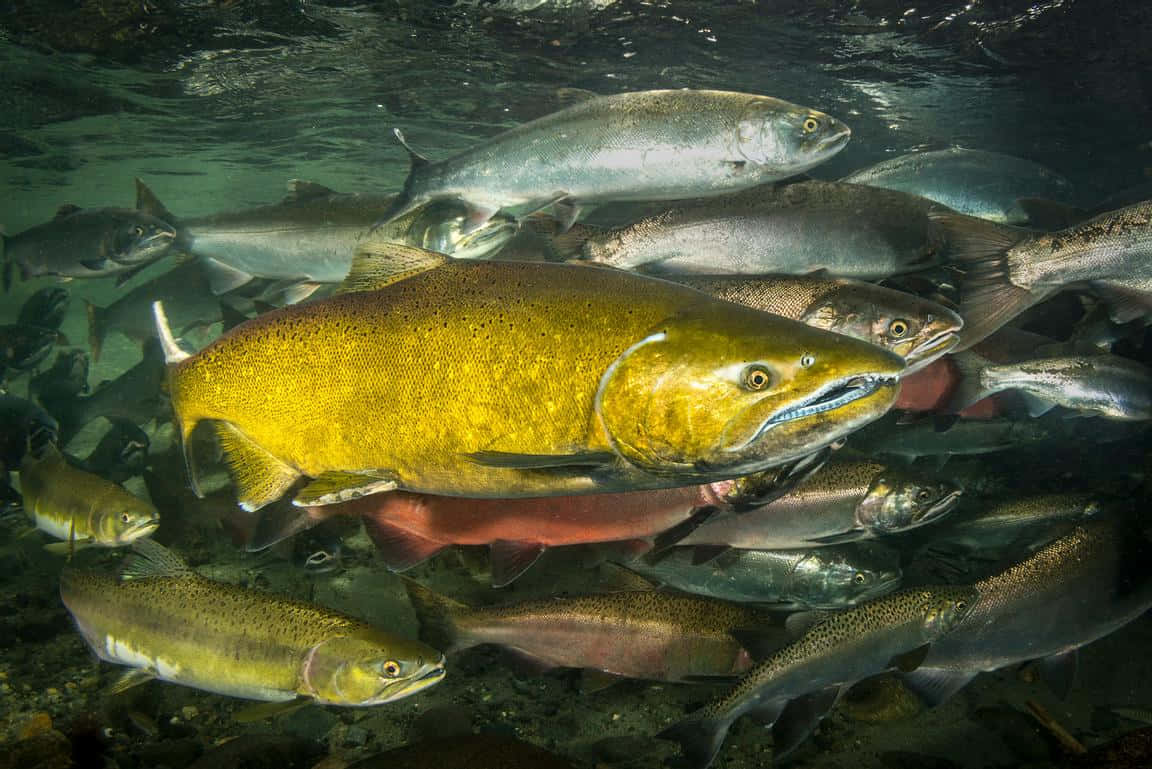  壁紙 — 一群鮭魚在水底游動，一條大金魚帶領著魚群靠近水面。