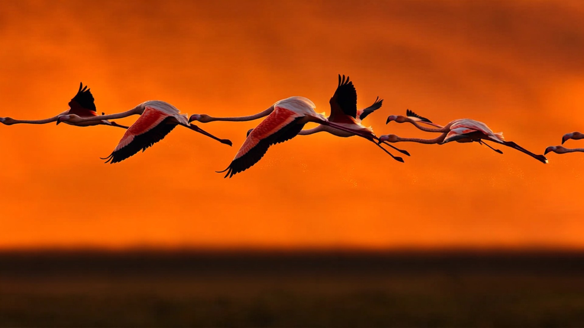 Flamingo Flight Formation 壁紙 — 一群火鶴在火紅的橙色日落天空下優雅地翱翔。