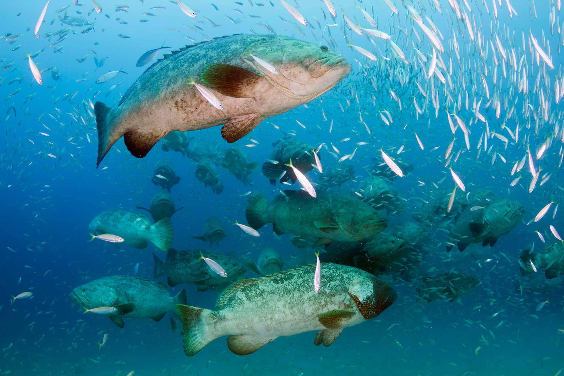  壁紙 — 一群雄偉的大型石斑魚在閃爍的銀色沙丁魚環繞下，優雅地游過碧綠的海水。