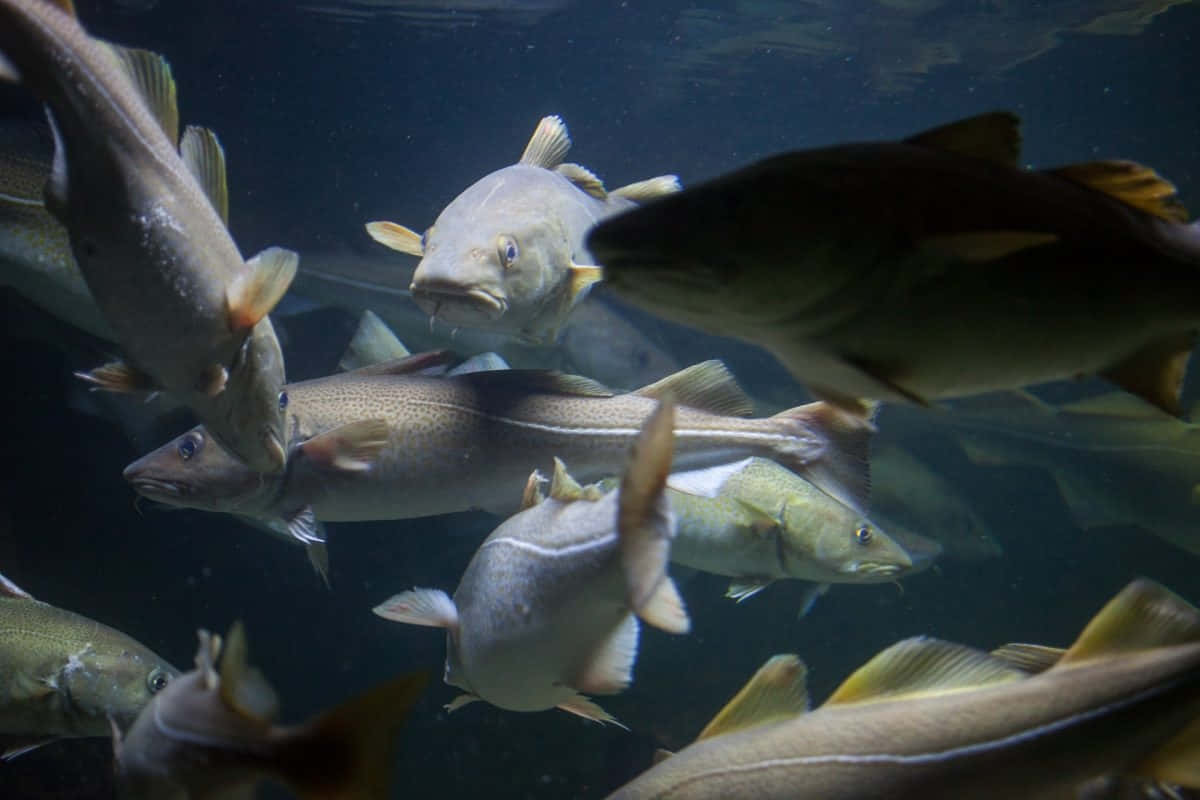  壁紙 — 一群鱈魚在深邃黑暗的海水中優雅地游動，上方有散落的光線穿透而下。