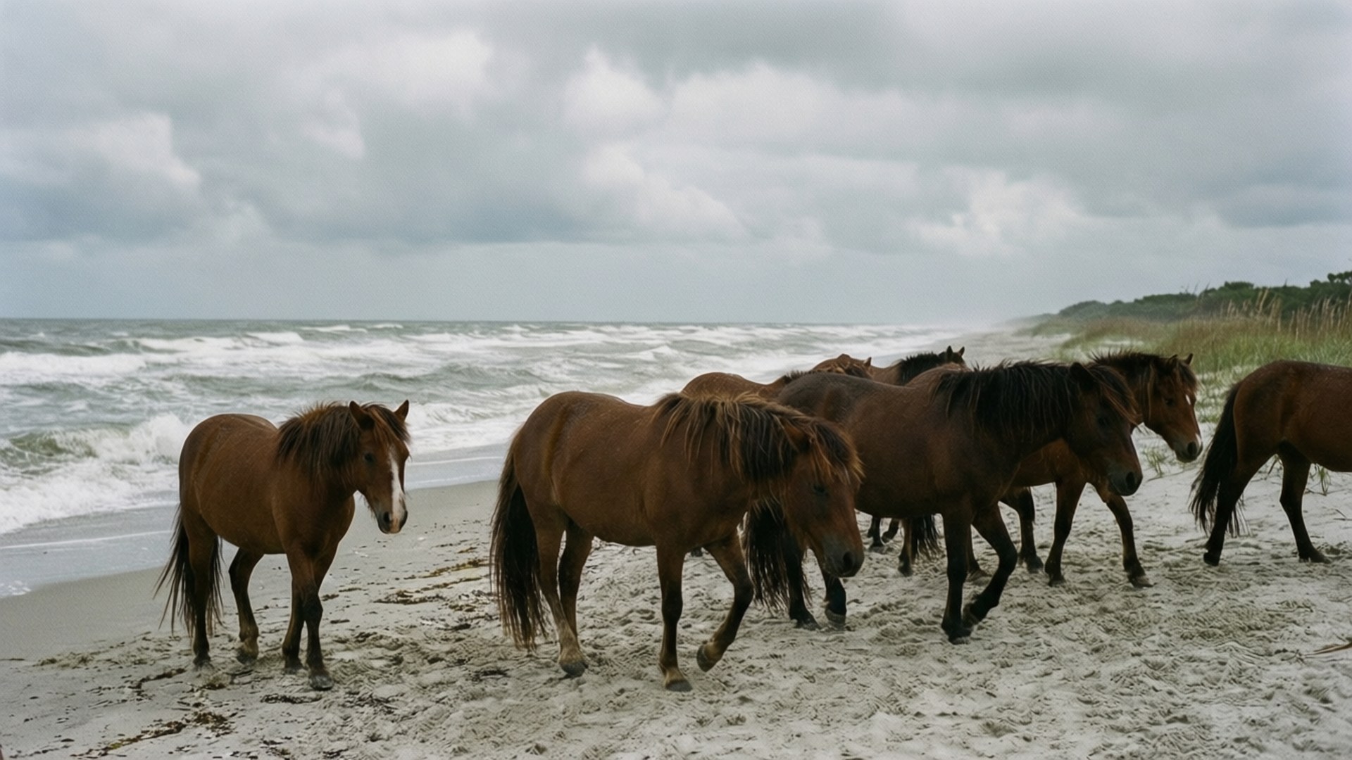 Wild Ponies of Assateague 壁紙 — 一群棕馬站在風吹沙灘上，海浪在陰天下拍打。