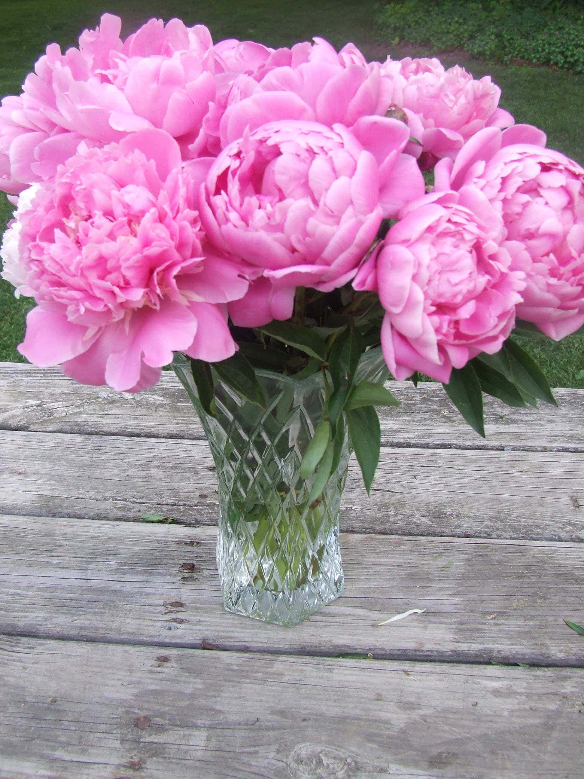 Peony 桌布 壁紙 — 一束茂盛的粉紅色牡丹花插在水晶花瓶裡，放在戶外一張風化的木桌上。