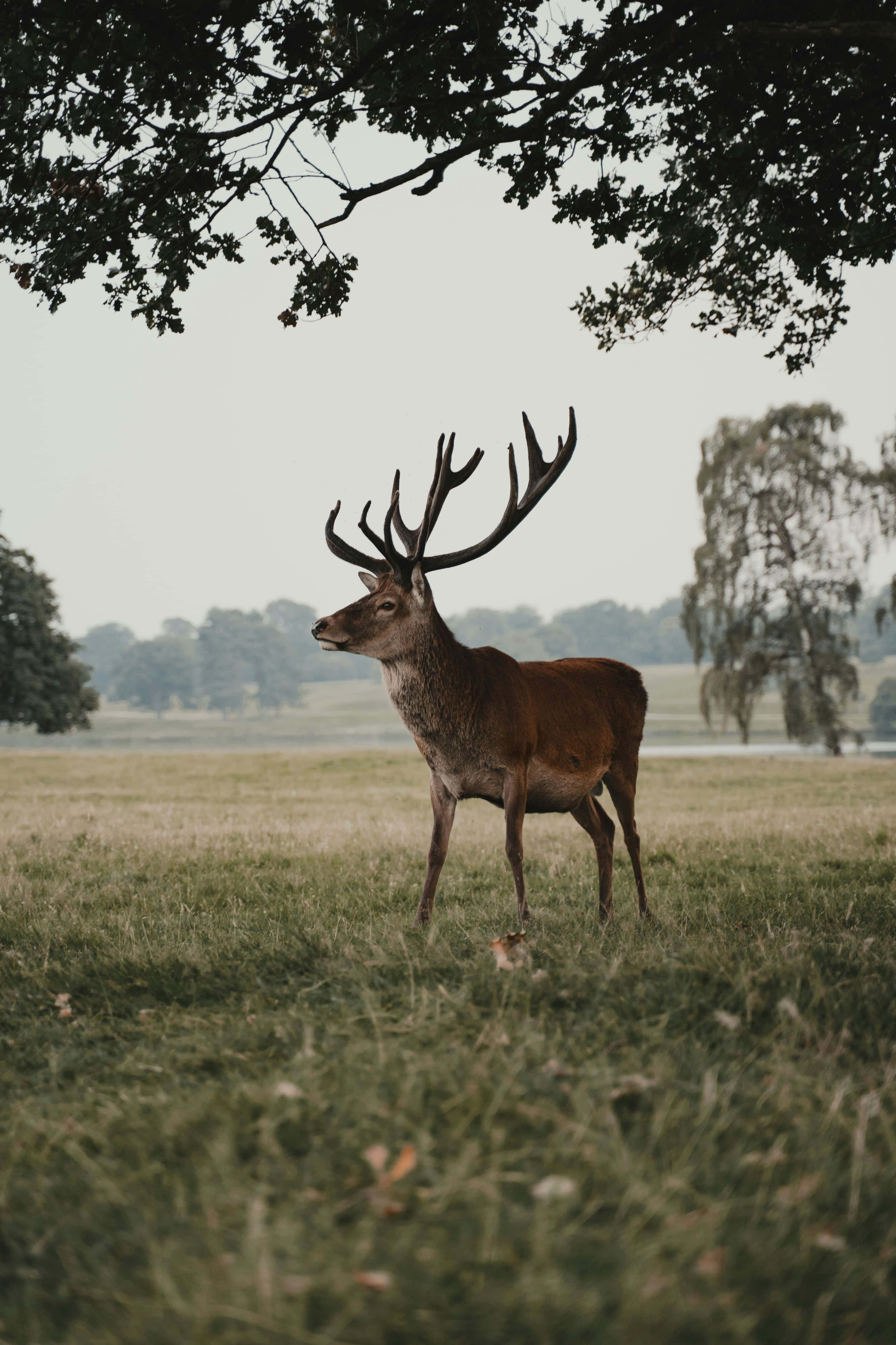 Stag 桌布 壁紙 — 一頭雄偉的紅鹿雄鹿站在草地上，上方是陰暗的樹枝樹冠，天色陰沉。