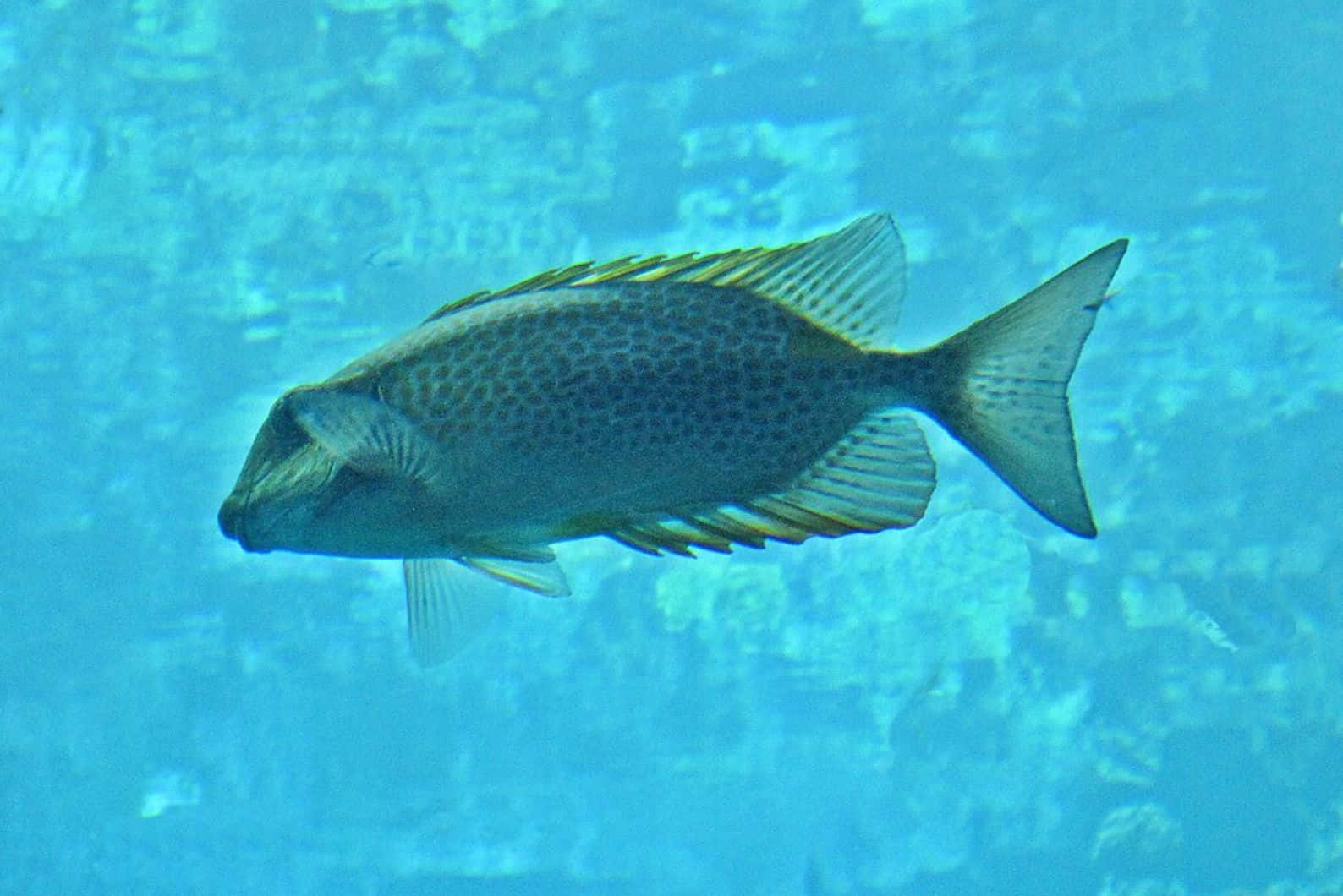  壁紙 — 一條斑點刺尾魚在清澈的藍色海水中優雅地滑行，背景是模糊的珊瑚礁。