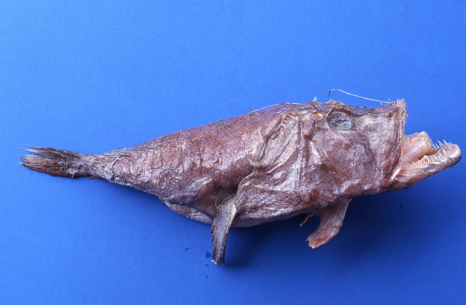  壁紙 — 一條保存完好的棕色魚，張開大嘴，露出鋒利的牙齒，躺在純藍色背景上。