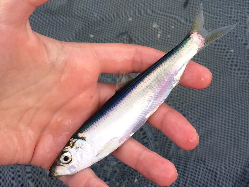  壁紙 — 一條背部深藍色的小銀魚，在灰色網格背景上，安放在一隻張開的人手中。