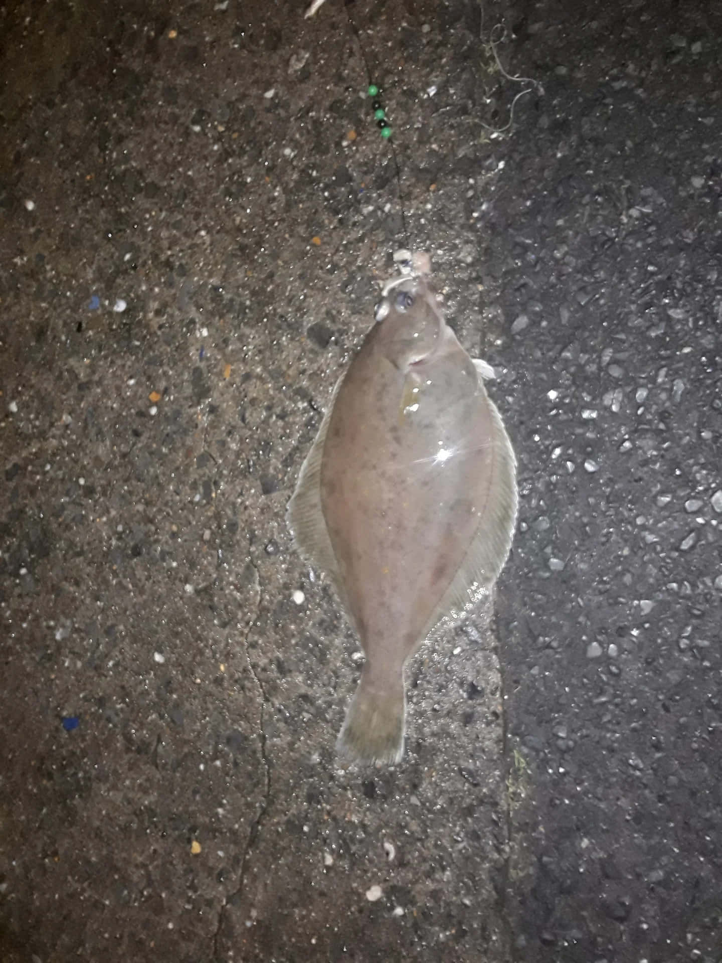  壁紙 — 一條比目魚夜晚躺在裂開的柏油路上，頭頂有一條釣魚線和綠色珠子。