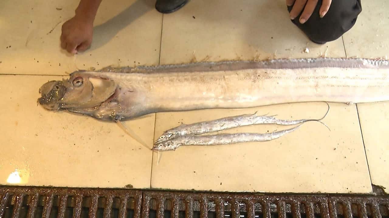  壁紙 — 一條長而蒼白的魚張大嘴巴躺在磁磚地板上，旁邊有兩條較小的魚和人類的手。