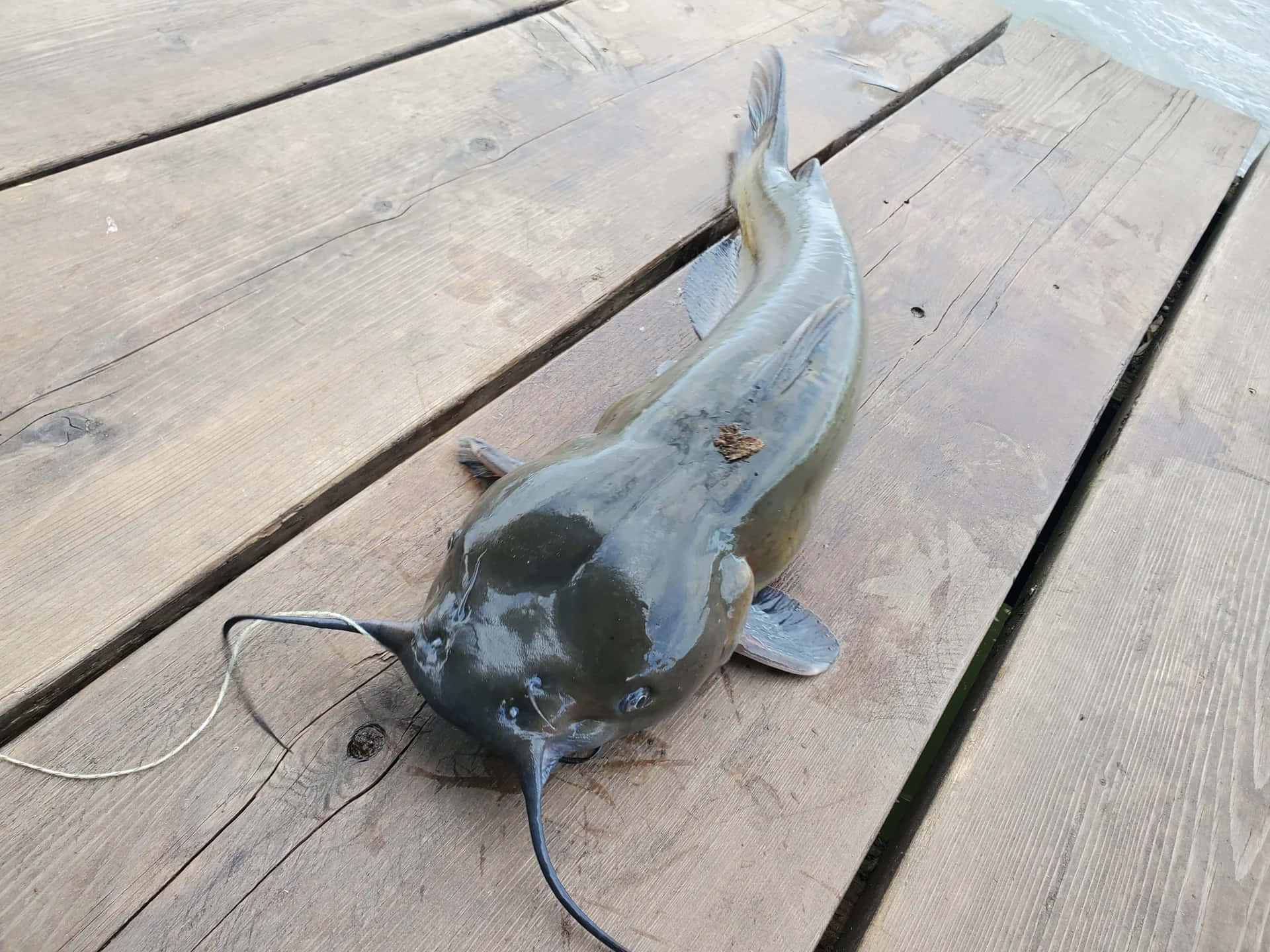  壁紙 — 一條長鬚大鯰魚在近水的風化木板上休息。
