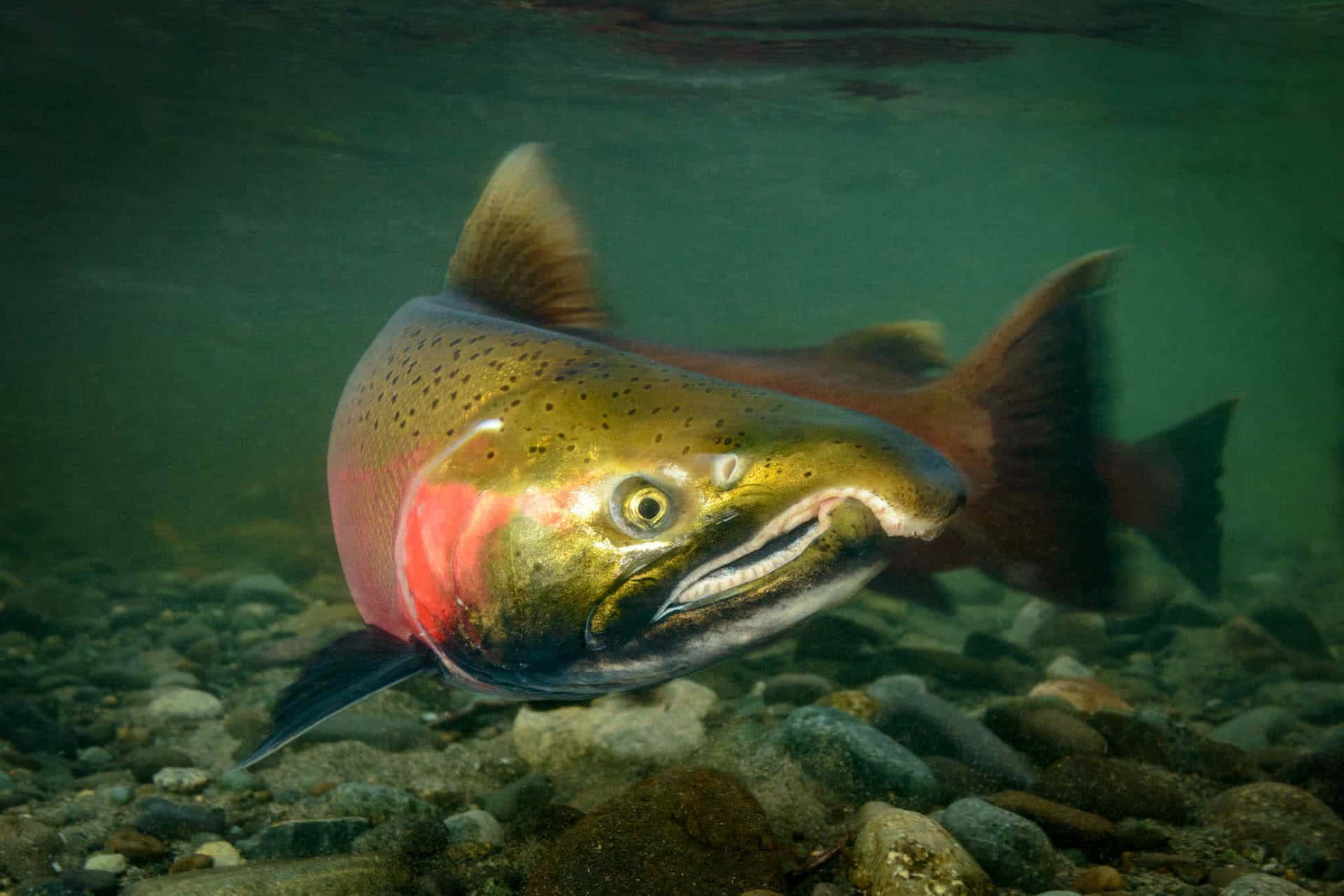  壁紙 — 一條充滿活力的鮭魚在清澈的綠水中優雅地游過岩石河床。