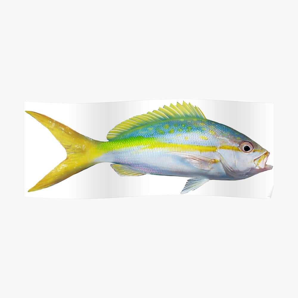 Yellowtail Snapper 桌布 壁紙 — 一條充滿活力的黃尾鯛魚帶有藍綠色條紋，在潔白的背景上優雅地游動。