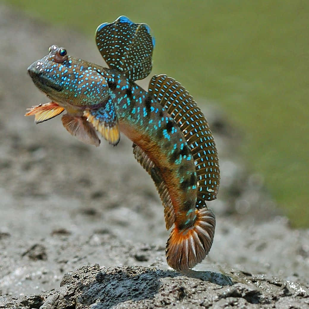  壁紙 — 一條充滿活力的藍點彈塗魚從泥濘地形中躍起，魚鰭張開。