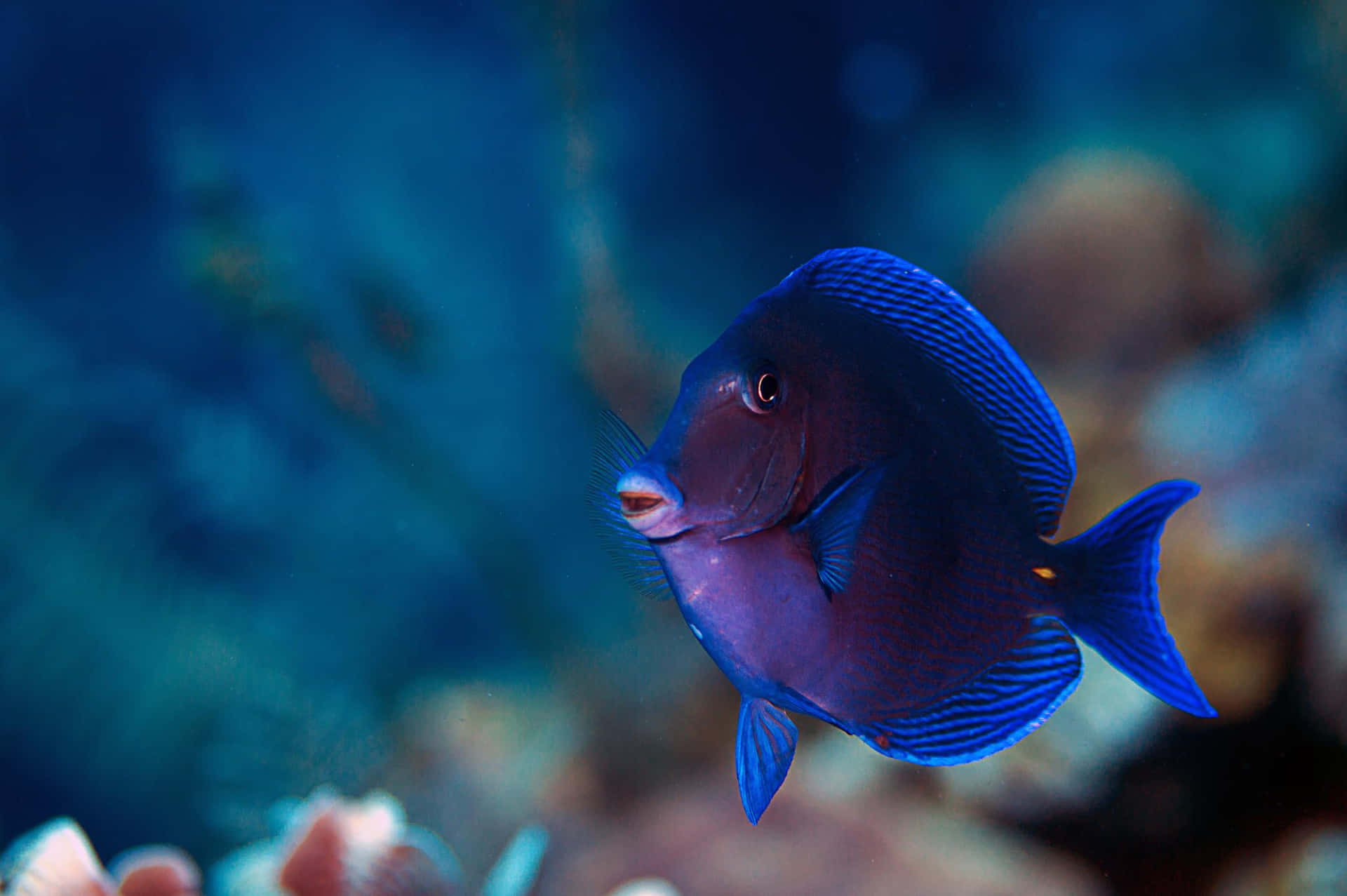  壁紙 — 一條充滿活力的藍色刺尾魚在深海藍光下，優雅地游過柔和模糊的珊瑚礁。