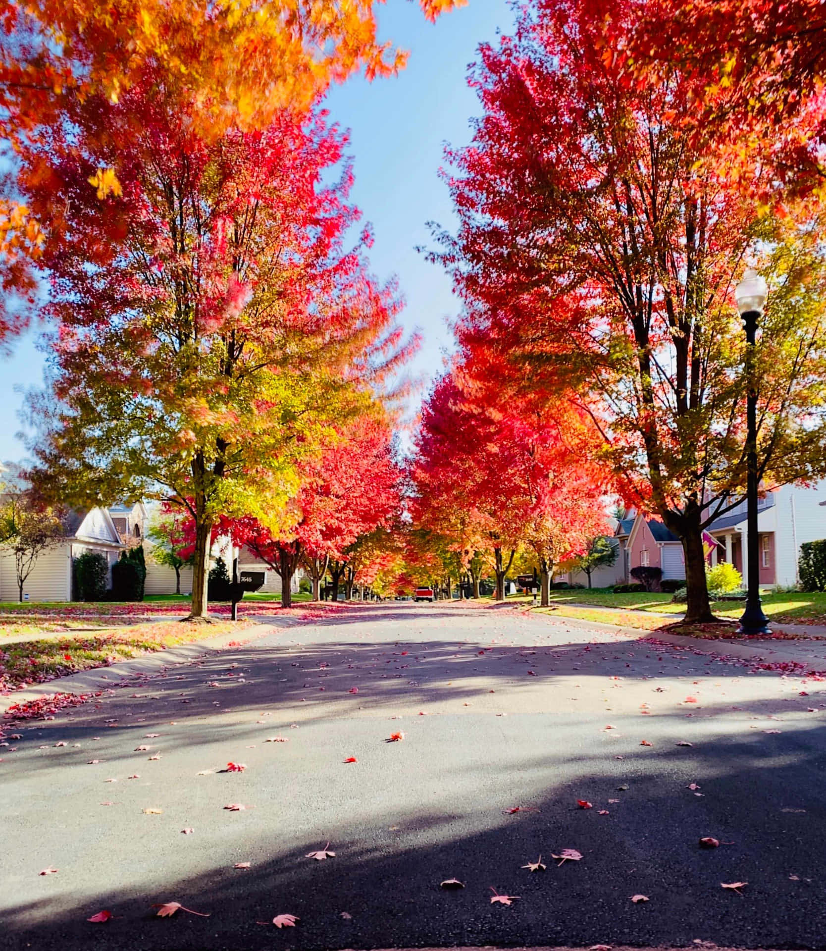  壁紙 — 一條充滿活力的秋日街道，兩旁種滿火紅和橙色的楓樹，在人行道上投下斑駁的樹影。