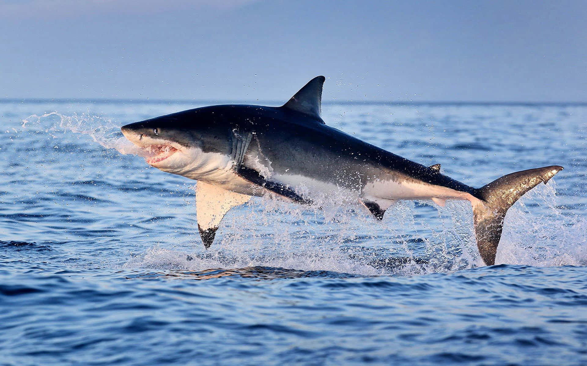  壁紙 — 一條大白鯊從深藍色海洋中強力躍起，在明亮的日光下噴灑水珠。
