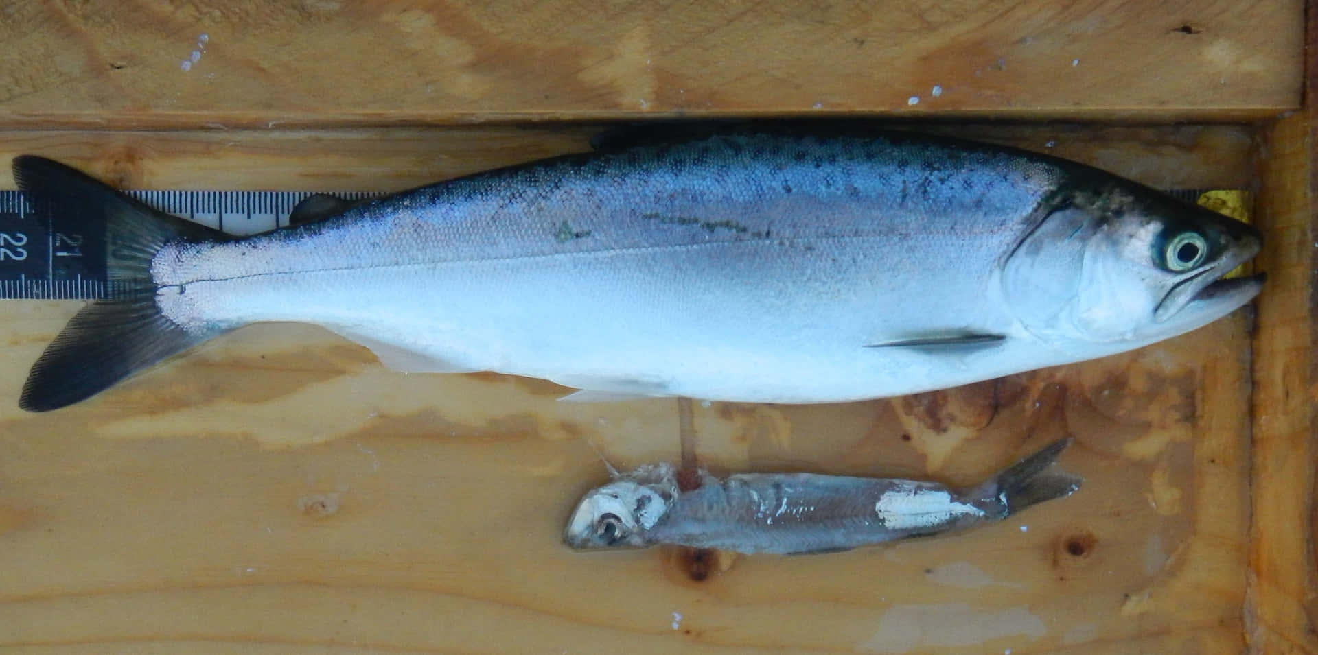  壁紙 — 一條大銀色鮭魚和小魚躺在木質表面上，旁邊有捲尺。