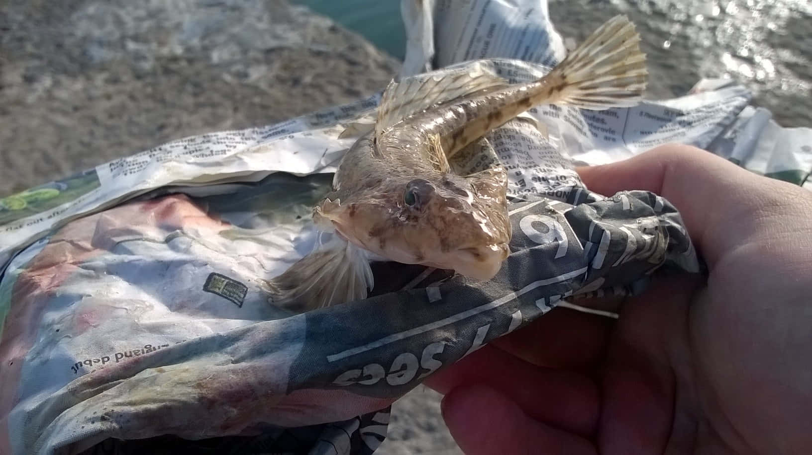  壁紙 — 一條帶有斑駁棕色鱗片的小魚，在靠近水邊的人手中握著的皺報紙上休息。