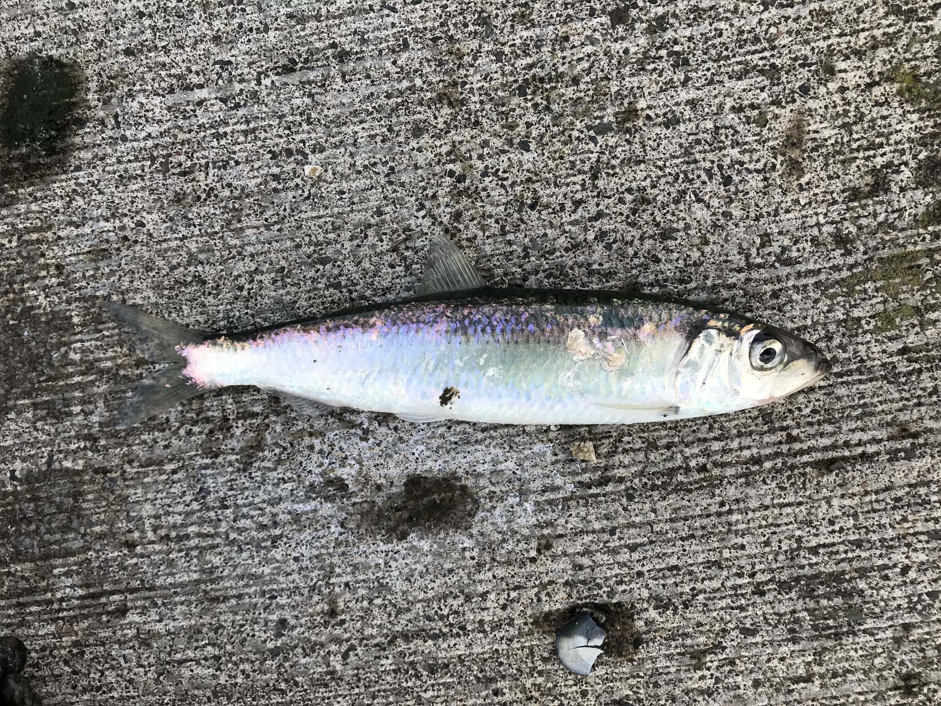 壁紙 — 一條帶有虹彩鱗片的小銀魚靜止不動地躺在粗糙的灰色混凝土表面上。
