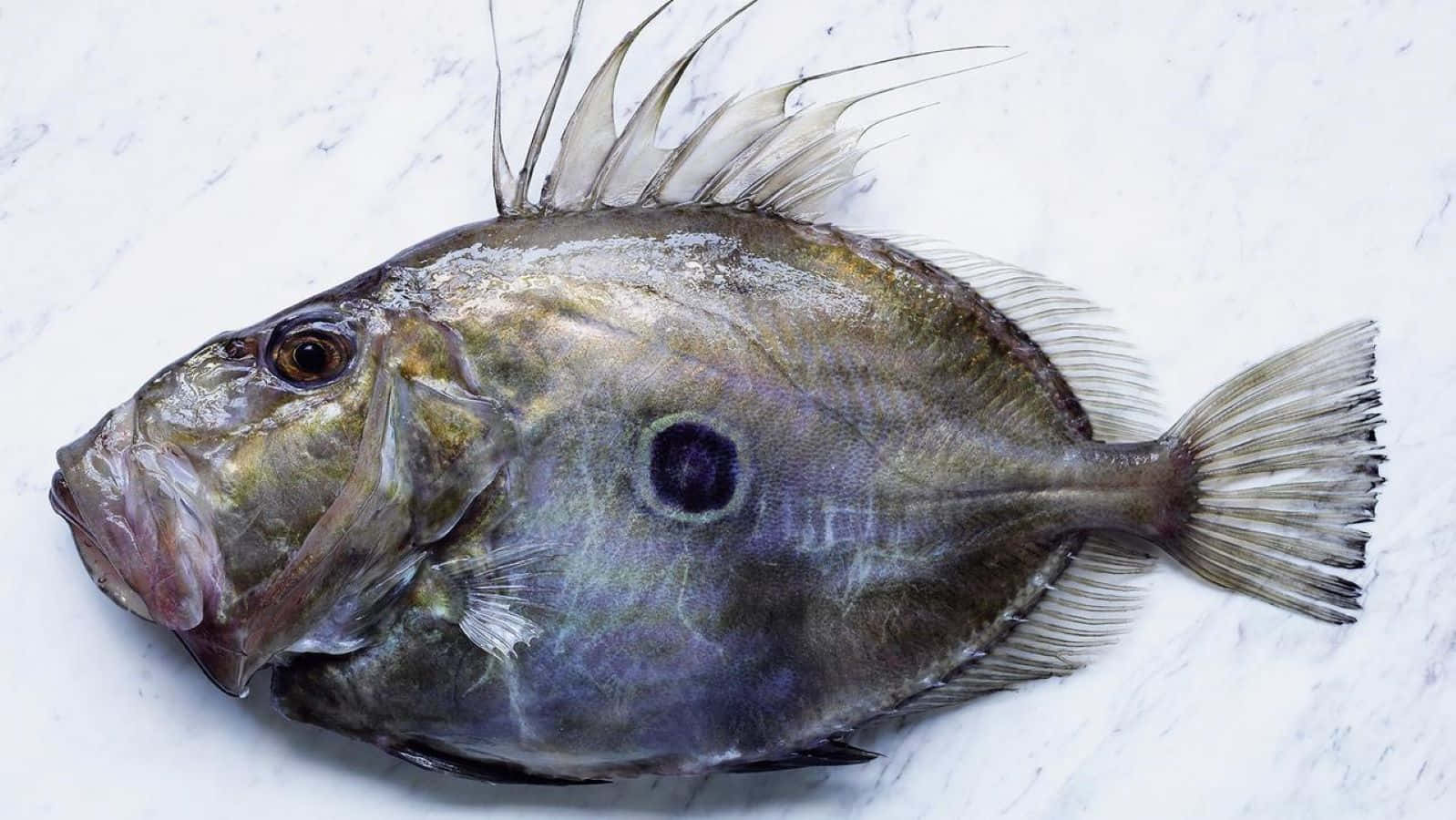  壁紙 — 一條帶有尖刺鰭和黑點的灰色魚，完整地躺在白色大理石紋表面上。