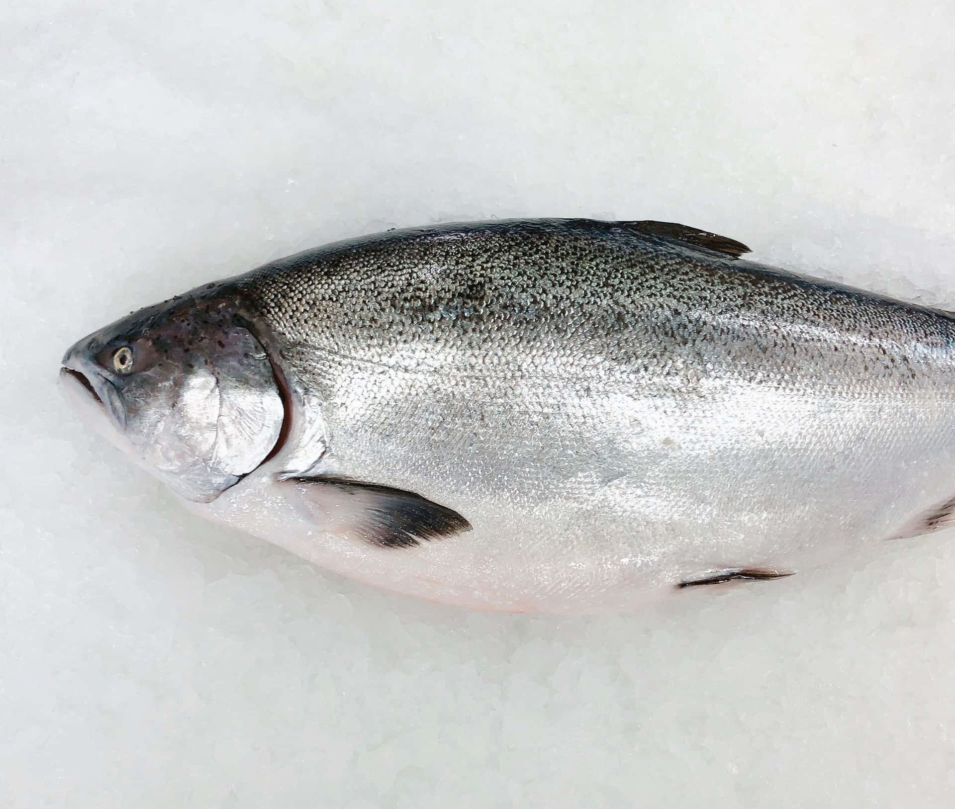  壁紙 — 一條帶有深色斑點的銀鮭魚躺在碎冰床上，魚鱗在明亮燈光下閃閃發光。