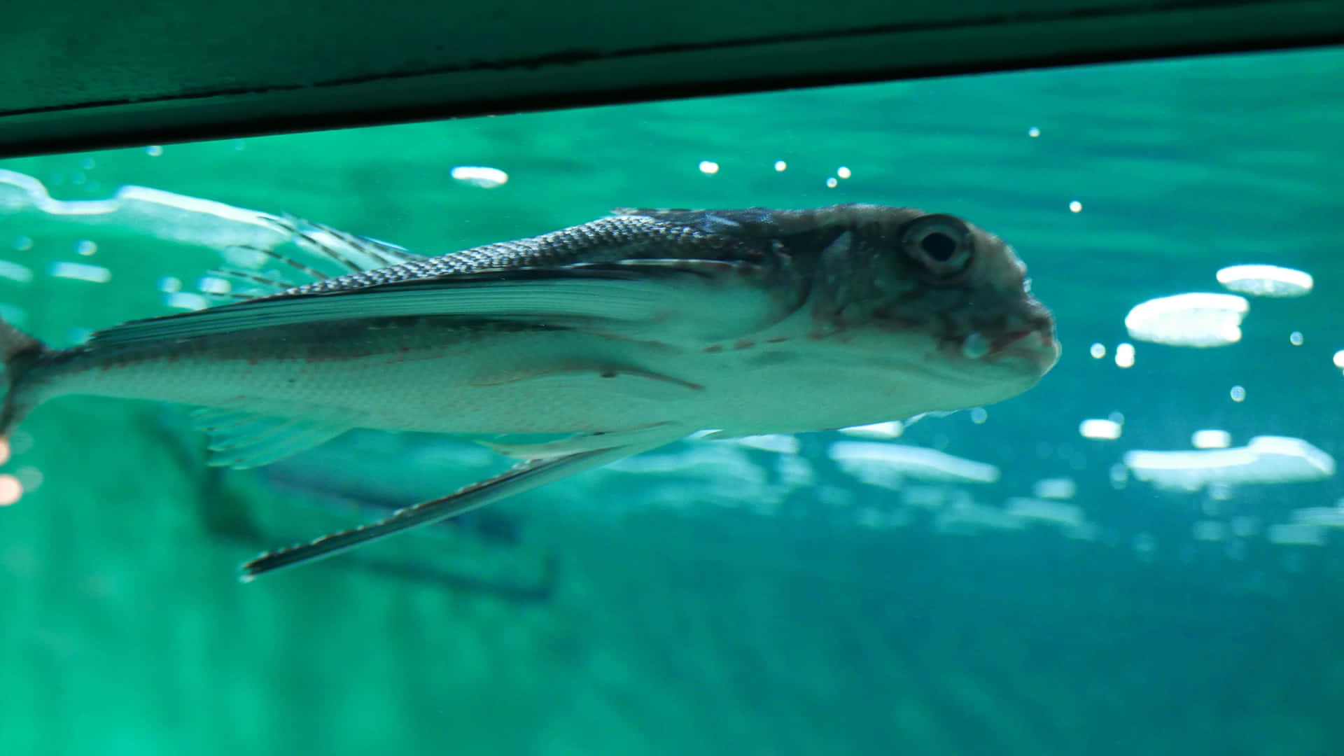  壁紙 — 一條飛魚優雅地滑過碧綠色的海水，陽光穿過水面照射下來。