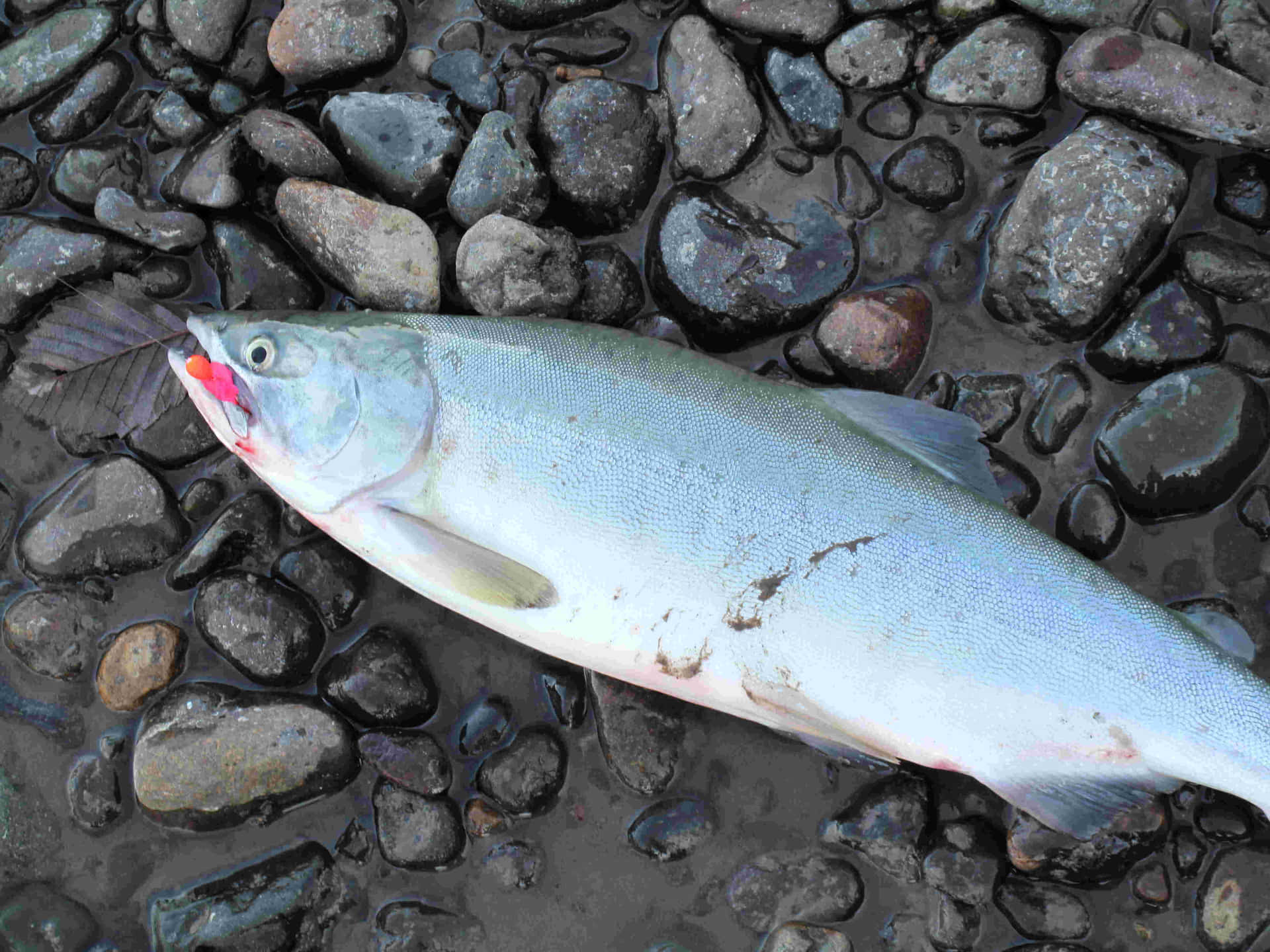  壁紙 — 一條剛捕獲的鮭魚躺在濕潤的河石上，魚鱗閃閃發光，嘴巴呈鮮紅色。