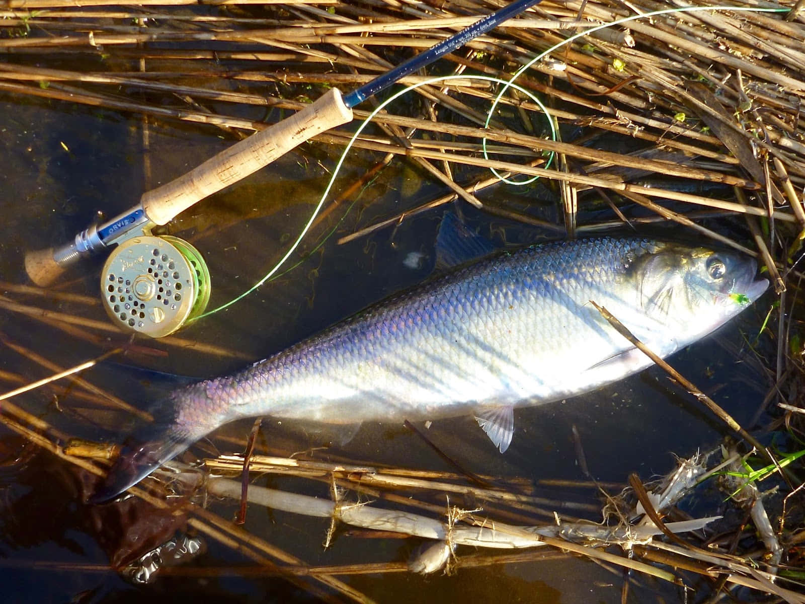  壁紙 — 一條剛捕獲的銀色魚躺在淺水中，旁邊是纏繞在蘆葦中的飛釣竿和捲線器。