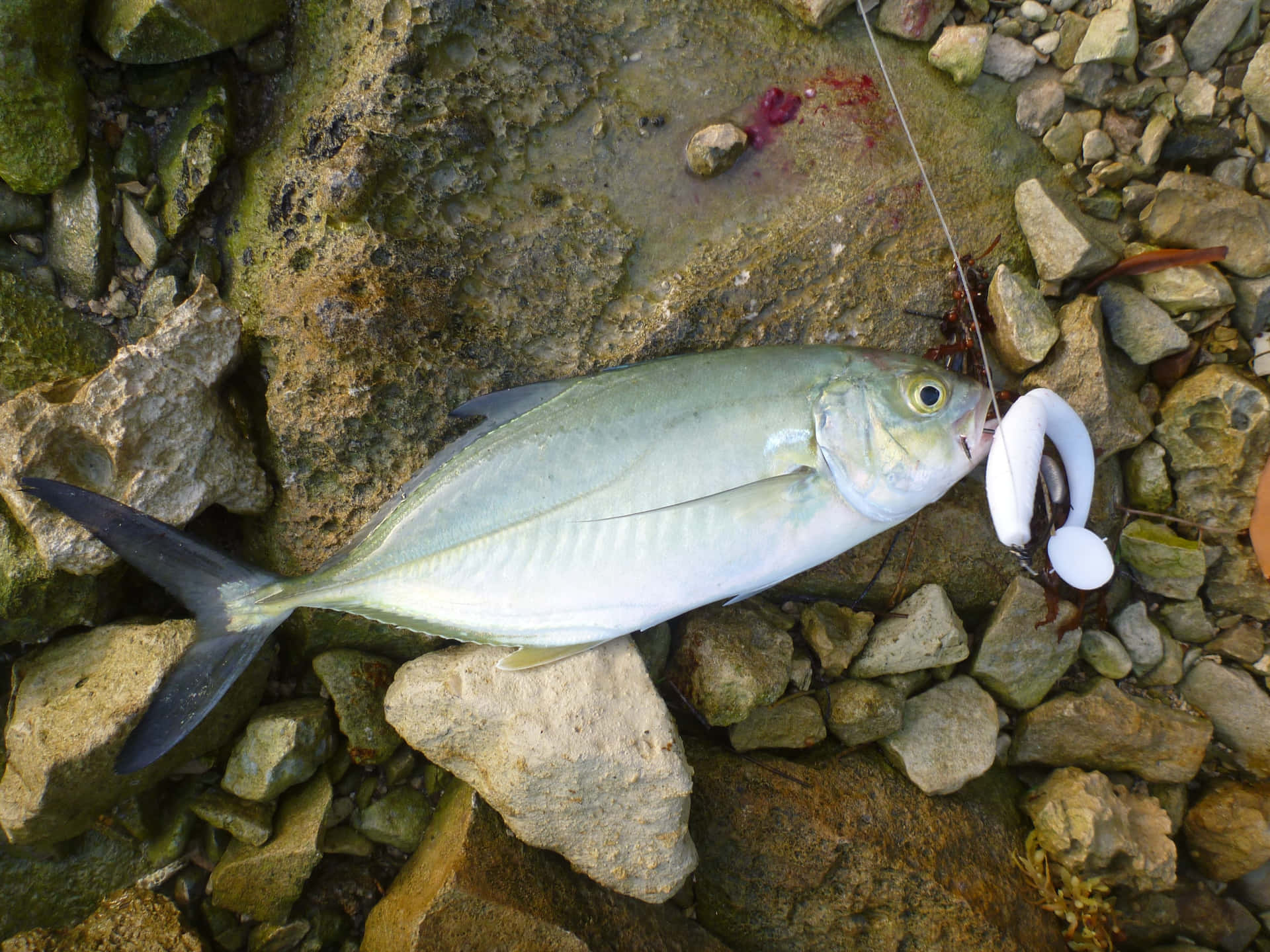  壁紙 — 一條剛捕獲的銀色魚躺在濕岩石上，旁邊有一個白色魚餌和血跡。