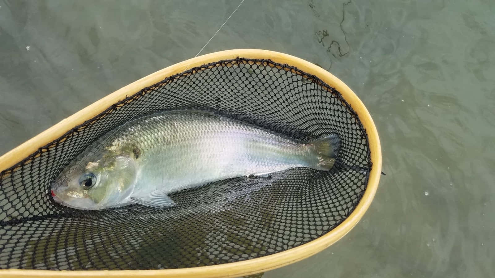  壁紙 — 一條剛捕獲的銀色魚在黃色手柄的網中，擱在混濁的水面上。