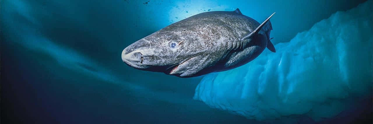 壁紙 — 一條格陵蘭鯊魚在深藍色的北極水域中優雅地滑過一座巨大的冰山。