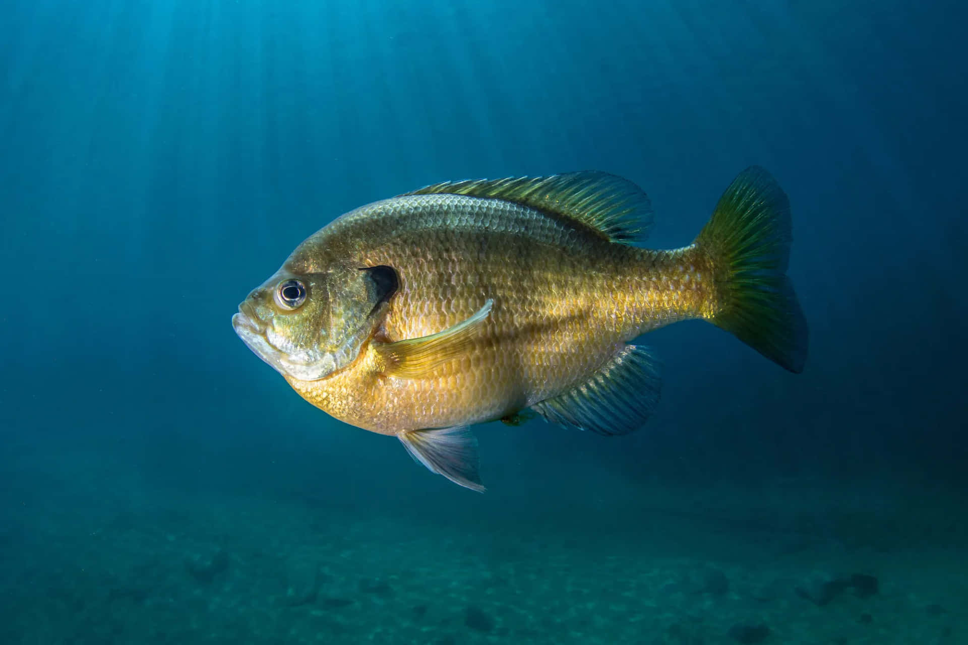  壁紙 — 一條金色魚兒在深藍海水中滑行，陽光從上方穿透而下。