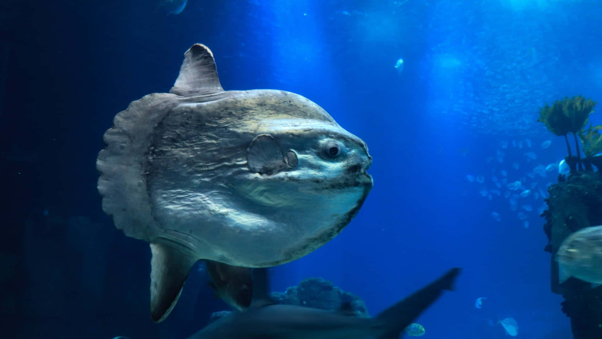  壁紙 — 一條巨大、有紋理的翻車魚在深藍色的水族箱水中滑行，陽光從上方穿透照射。