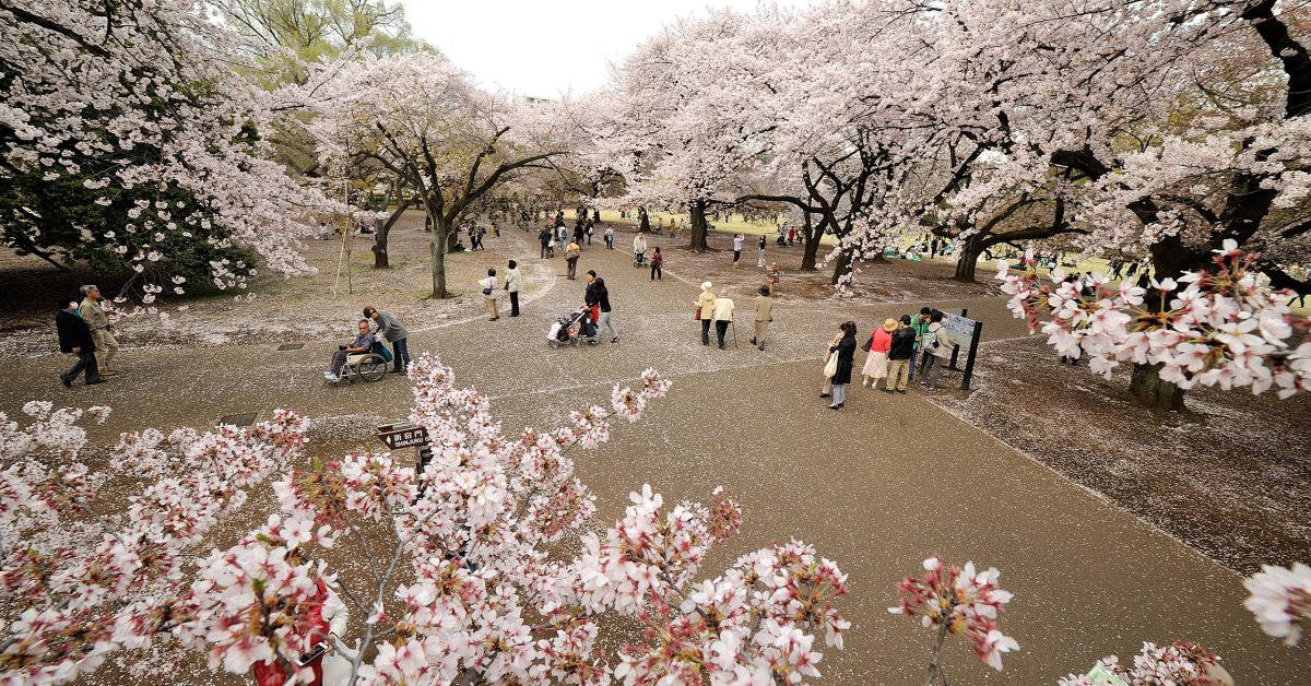 盛開的櫻花樹，人們在公園的小徑上行走。 — 日本櫻花 壁紙