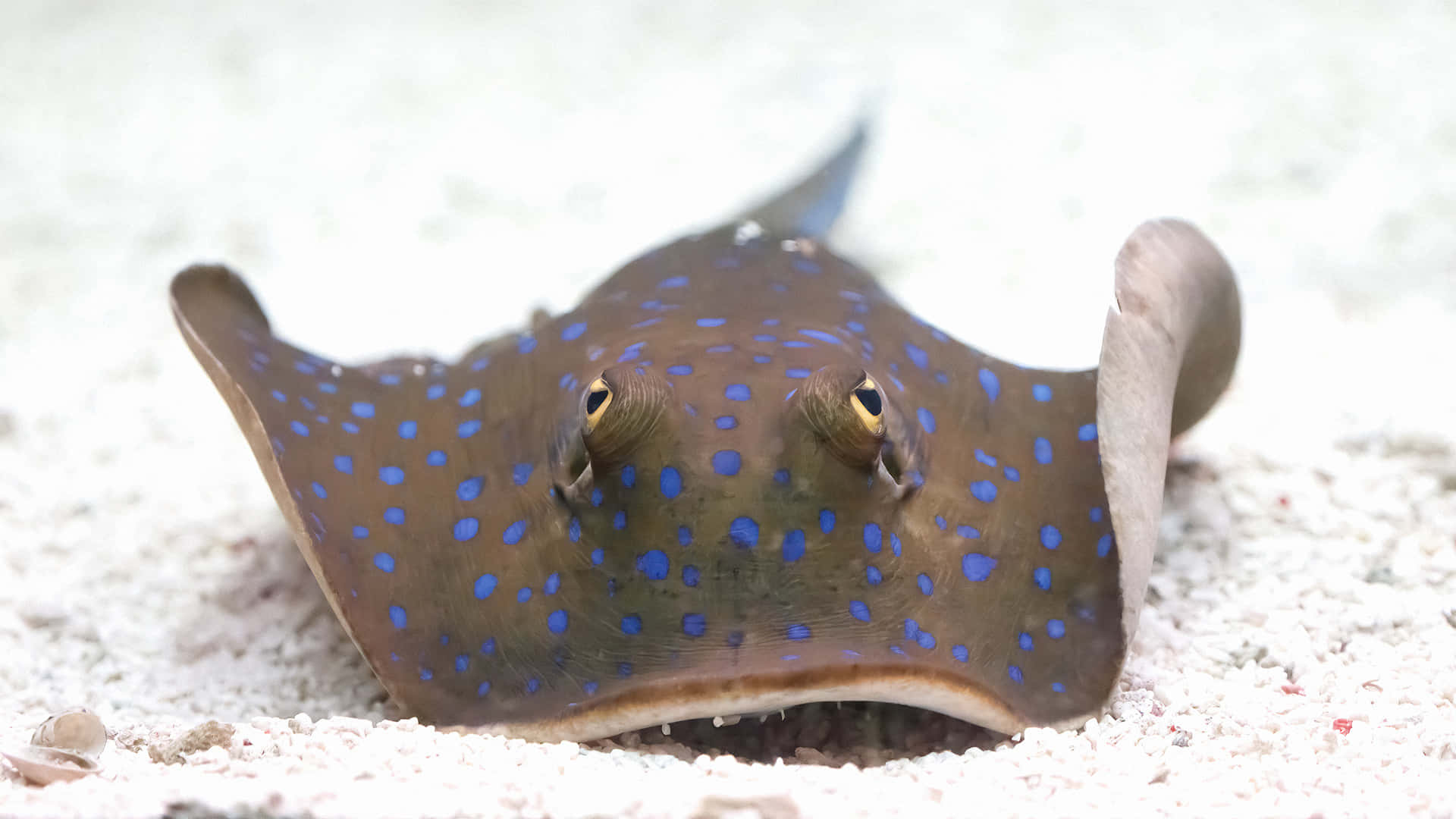  壁紙 — 一條藍點魟魚偽裝在沙質海床上休息，眼睛向上凝視。