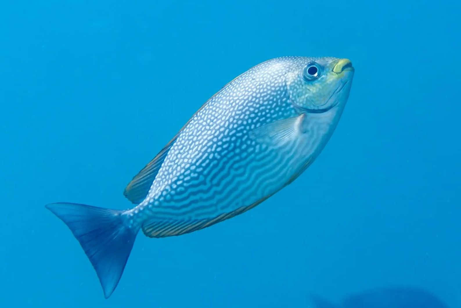  壁紙 — 一條藍色斑點魚在清澈的碧藍海水中優雅地滑行，營造出寧靜的水下氛圍。