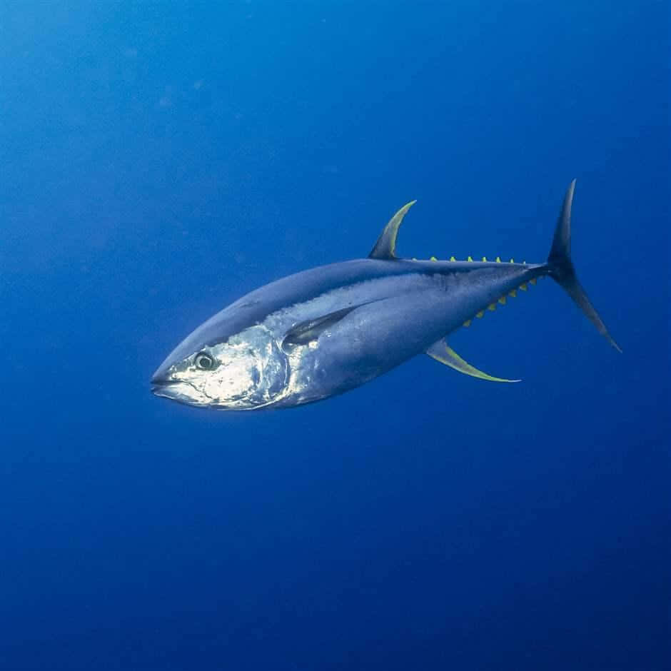  壁紙 — 一條流線型的藍鰭鮪魚在深藍色海洋中滑行，黃色魚鰭和銀色鱗片捕捉光線。