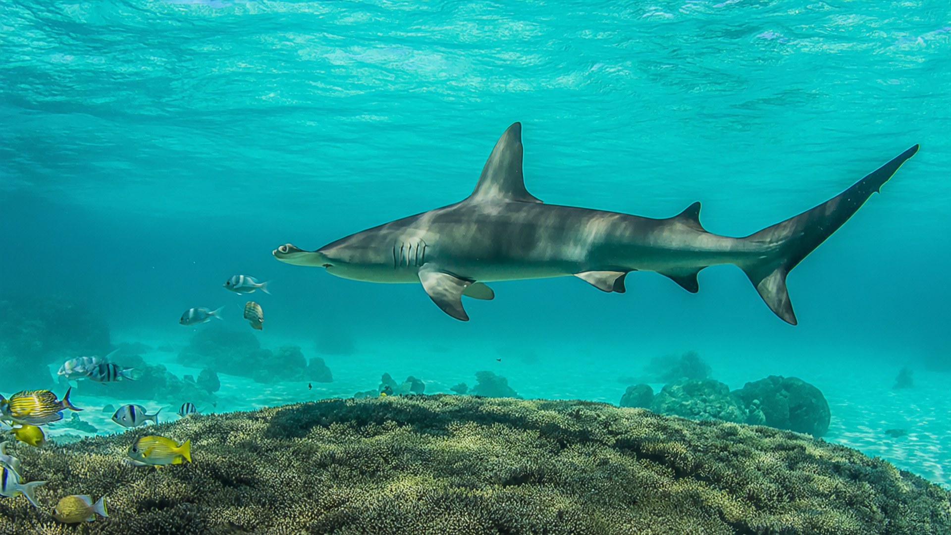 Hammerhead Over Reef 壁紙 — 一條流線型的雙髻鯊在碧綠的海水中優雅地滑行，下方是充滿色彩繽紛熱帶魚的 vibrant 珊瑚礁。