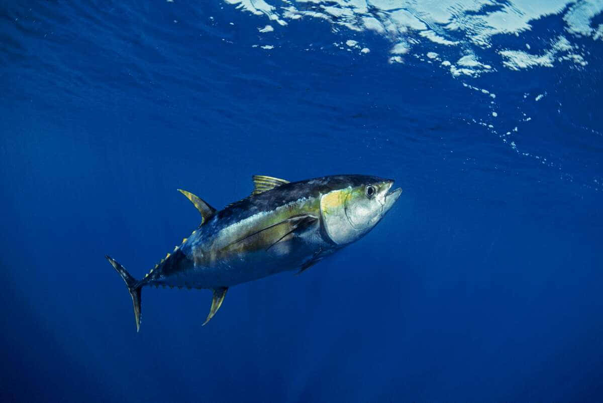  壁紙 — 一條流線型的鮪魚在深藍色海水中滑行，陽光從上方水面過濾而下。